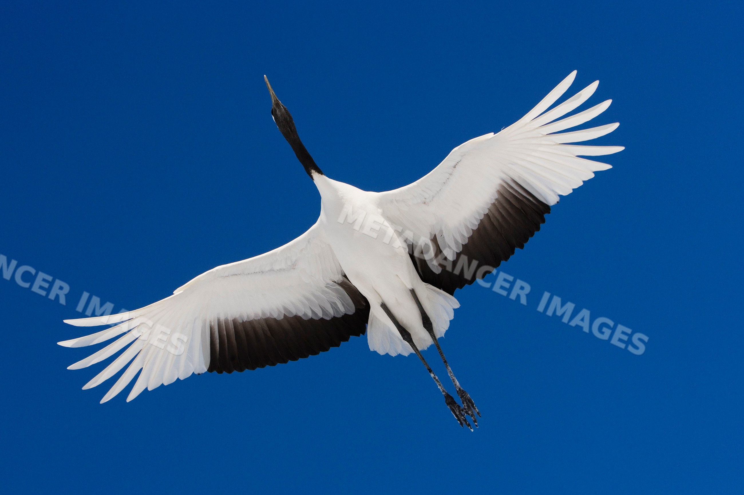Red crowned crane with outstretched wings