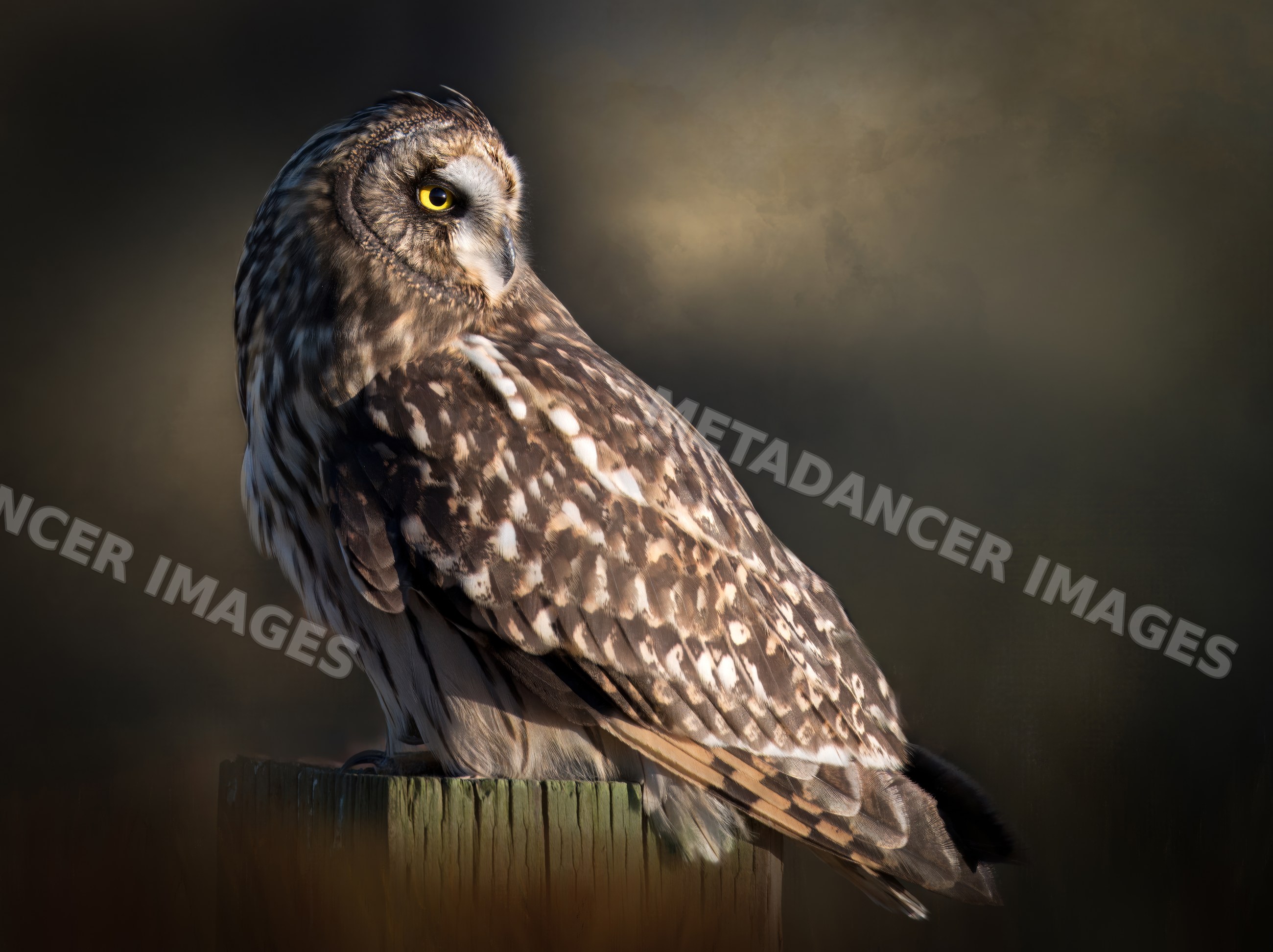 Short-eared owl perched on wood post in natural light