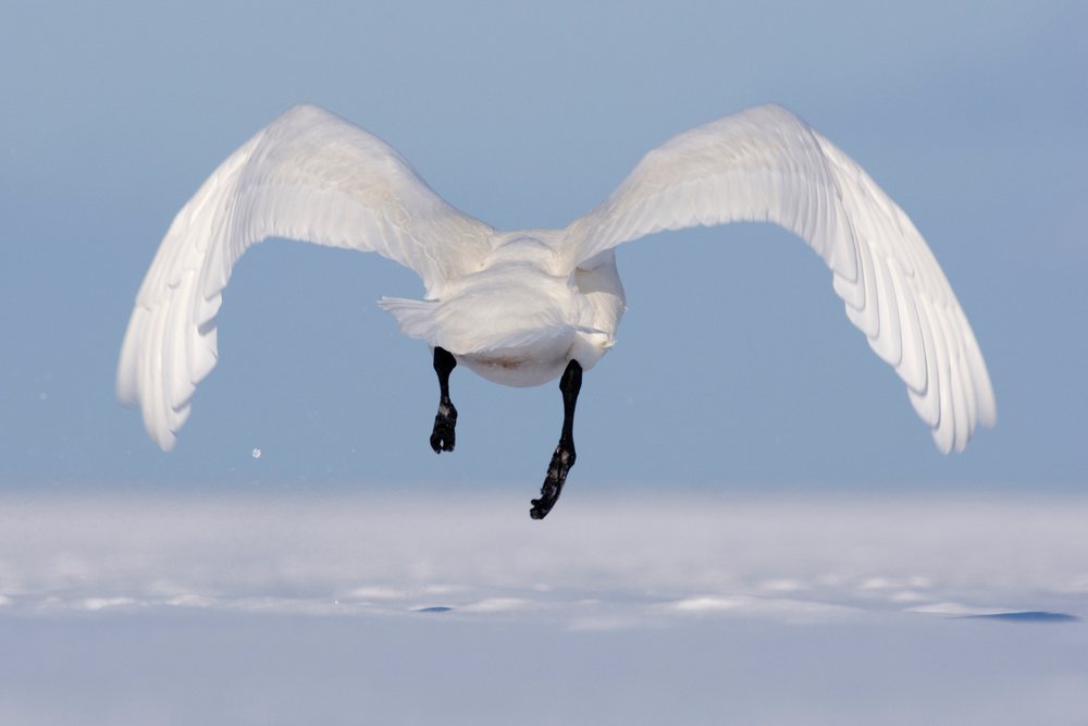 Whooper swan in flight over water hokkaido japan