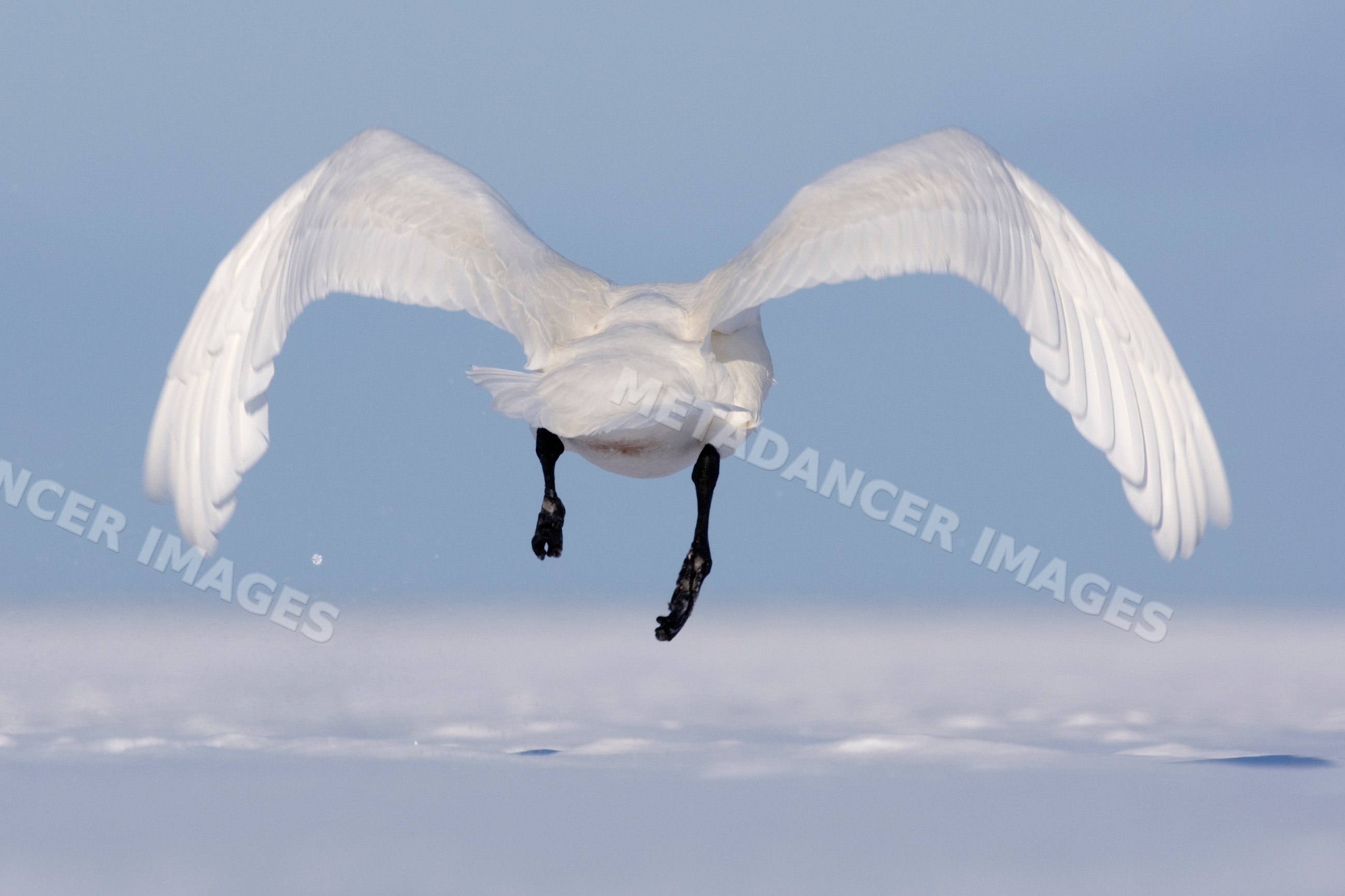 Whooper swan in flight over water hokkaido japan