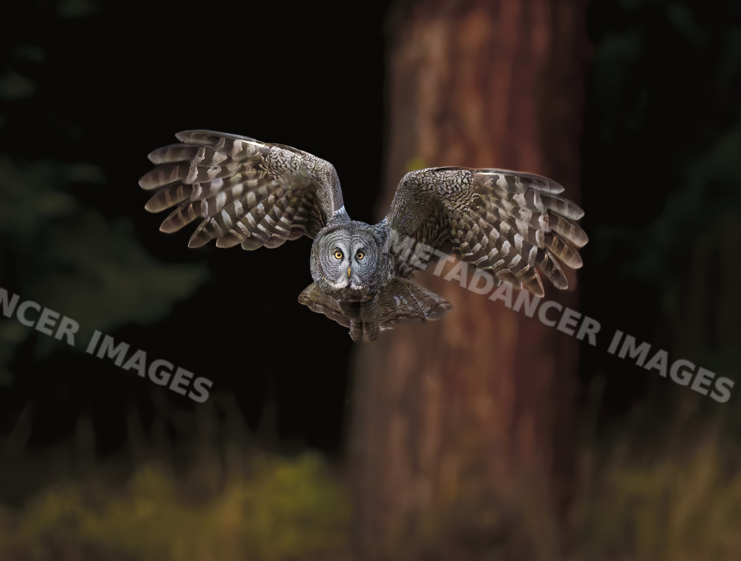 Great gray owl flying in forest with wings spread wide