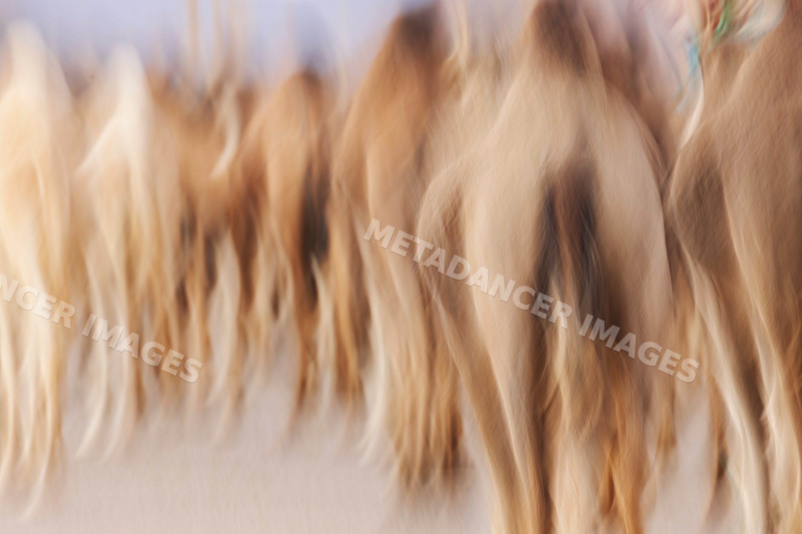 Rear view of camel herd moving with intentional camera blur