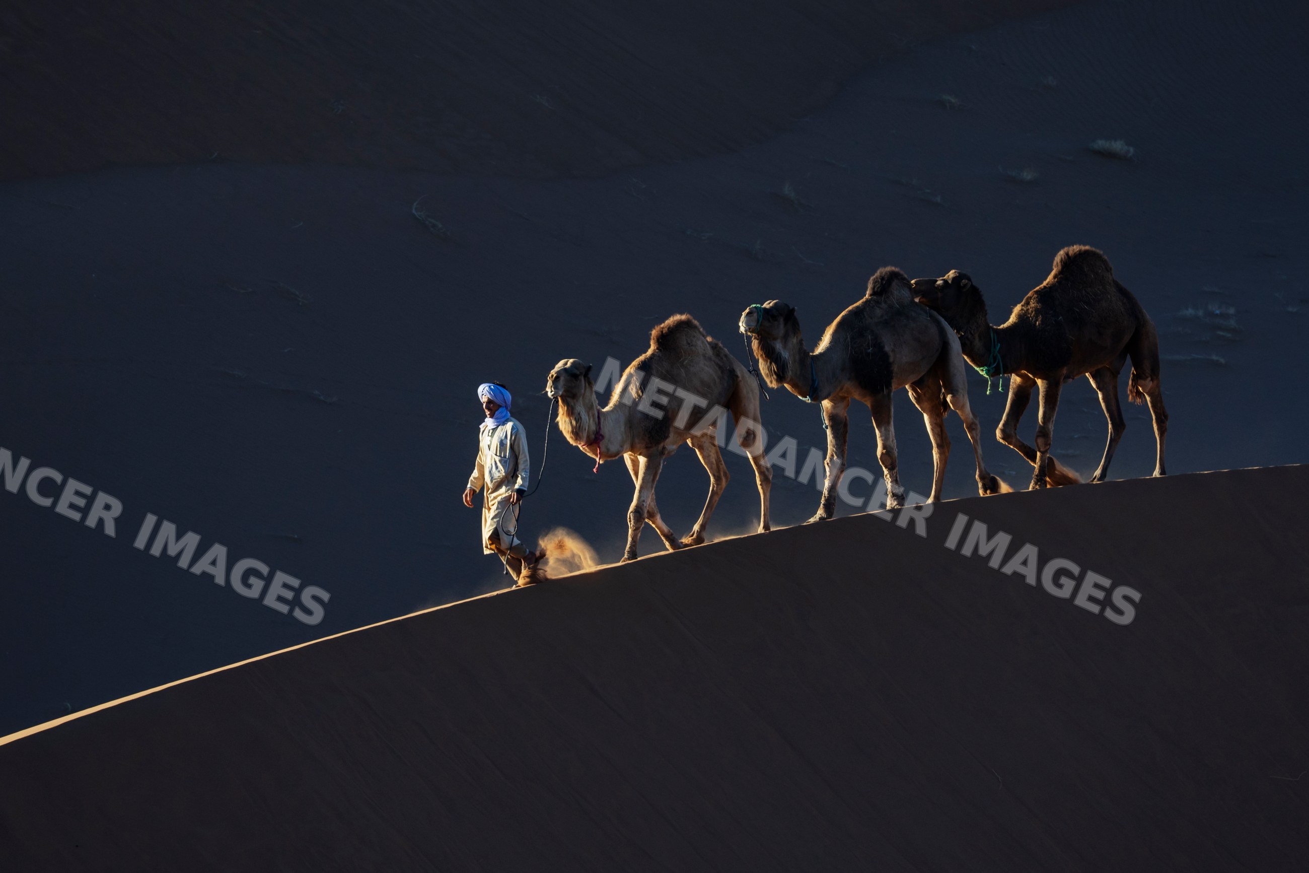 Berber guide walking camel caravan on sand dunes