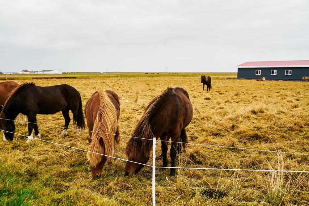 Several horses grazing in a fenced pasture on a farm
