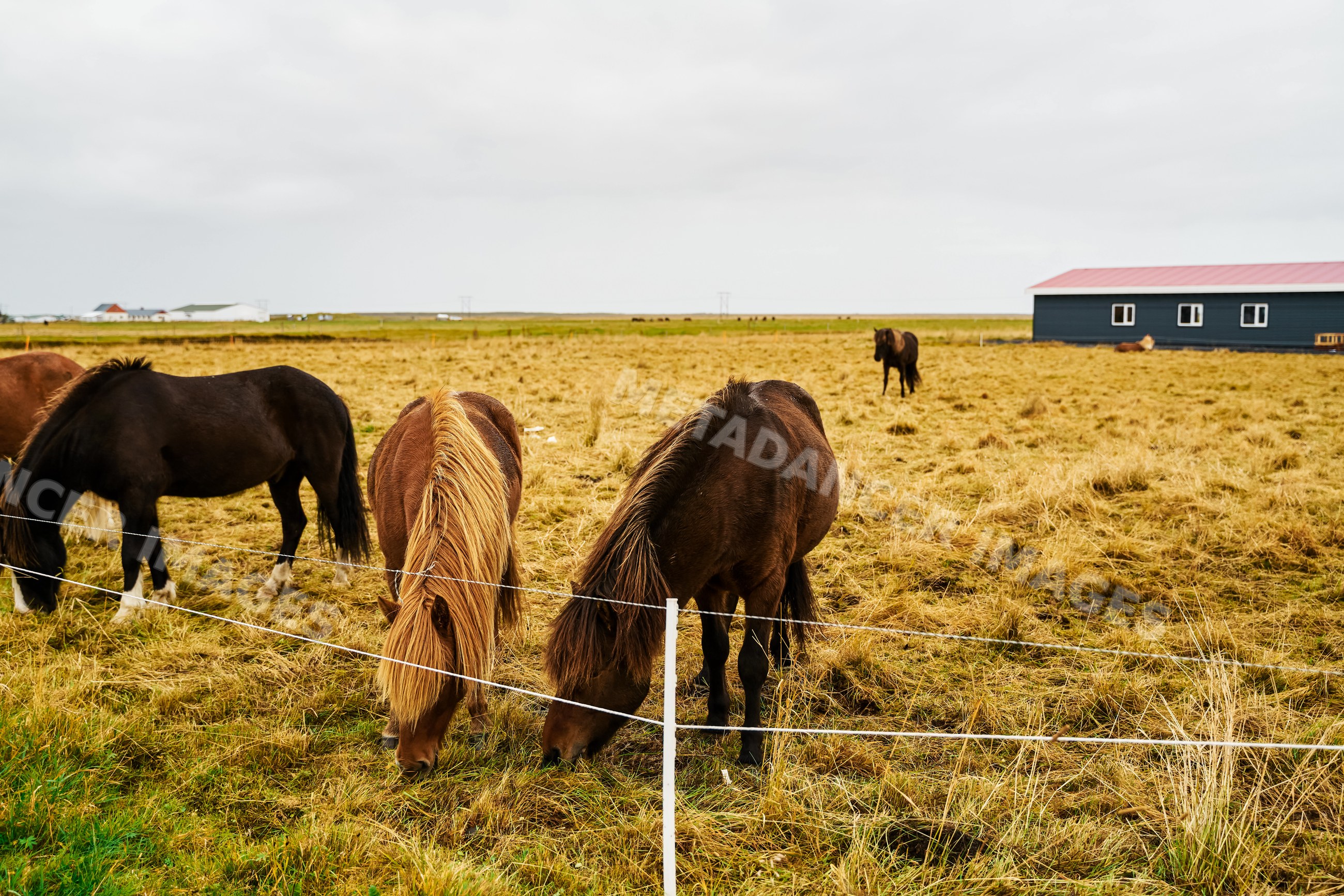 Several horses grazing in a fenced pasture on a farm