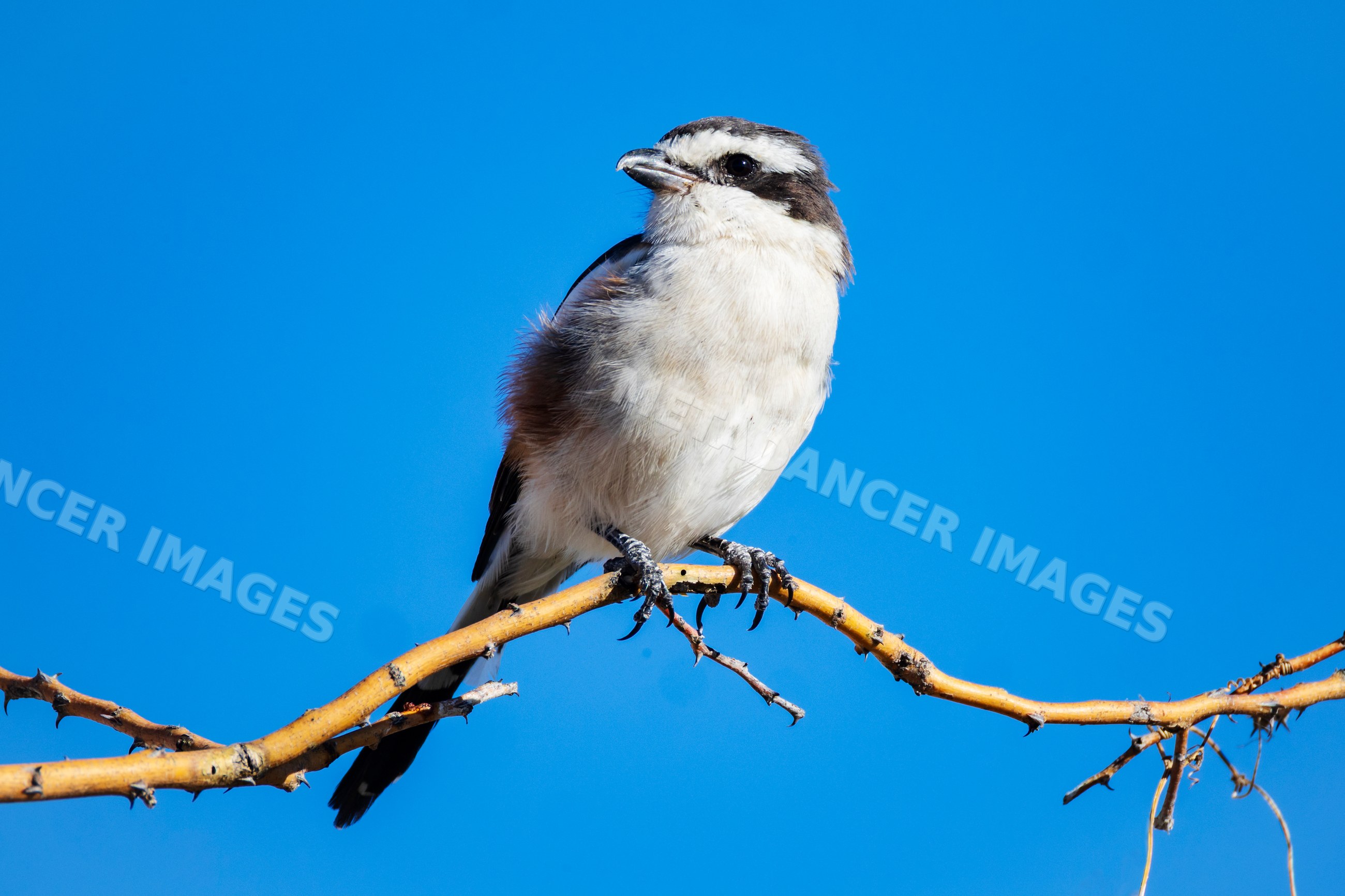 Southern Fiscal bird perched on thorny branch with blue sky