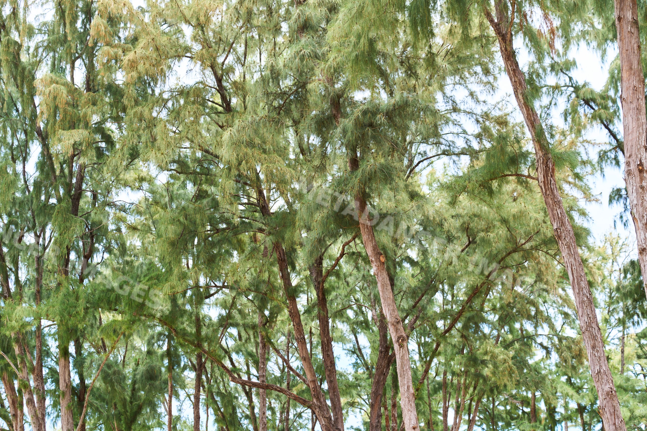 Green pine trees in forest landscape in Hawaii USA