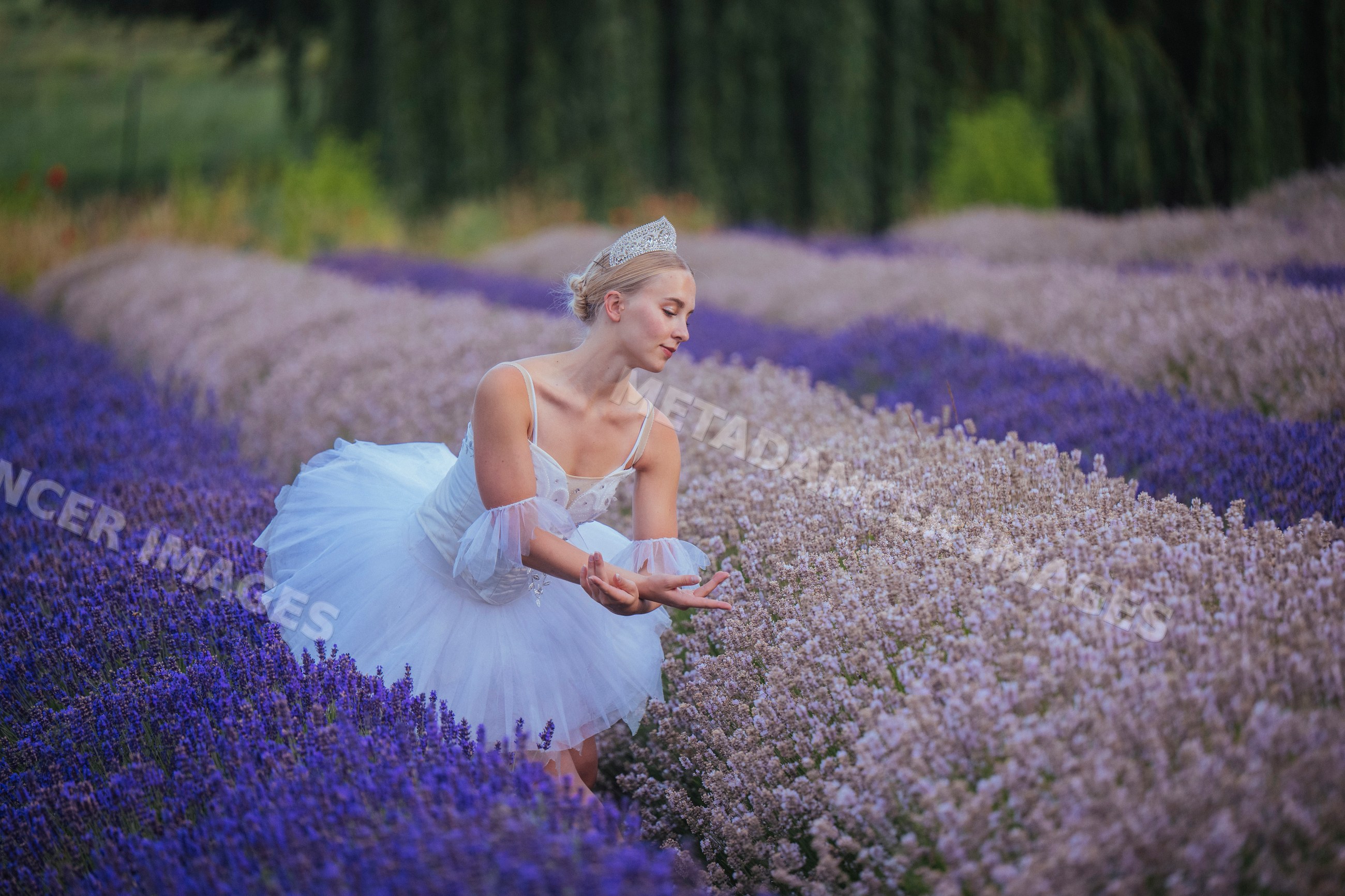 A ballerina gracefully poses in a lavender flower field in WA, USA