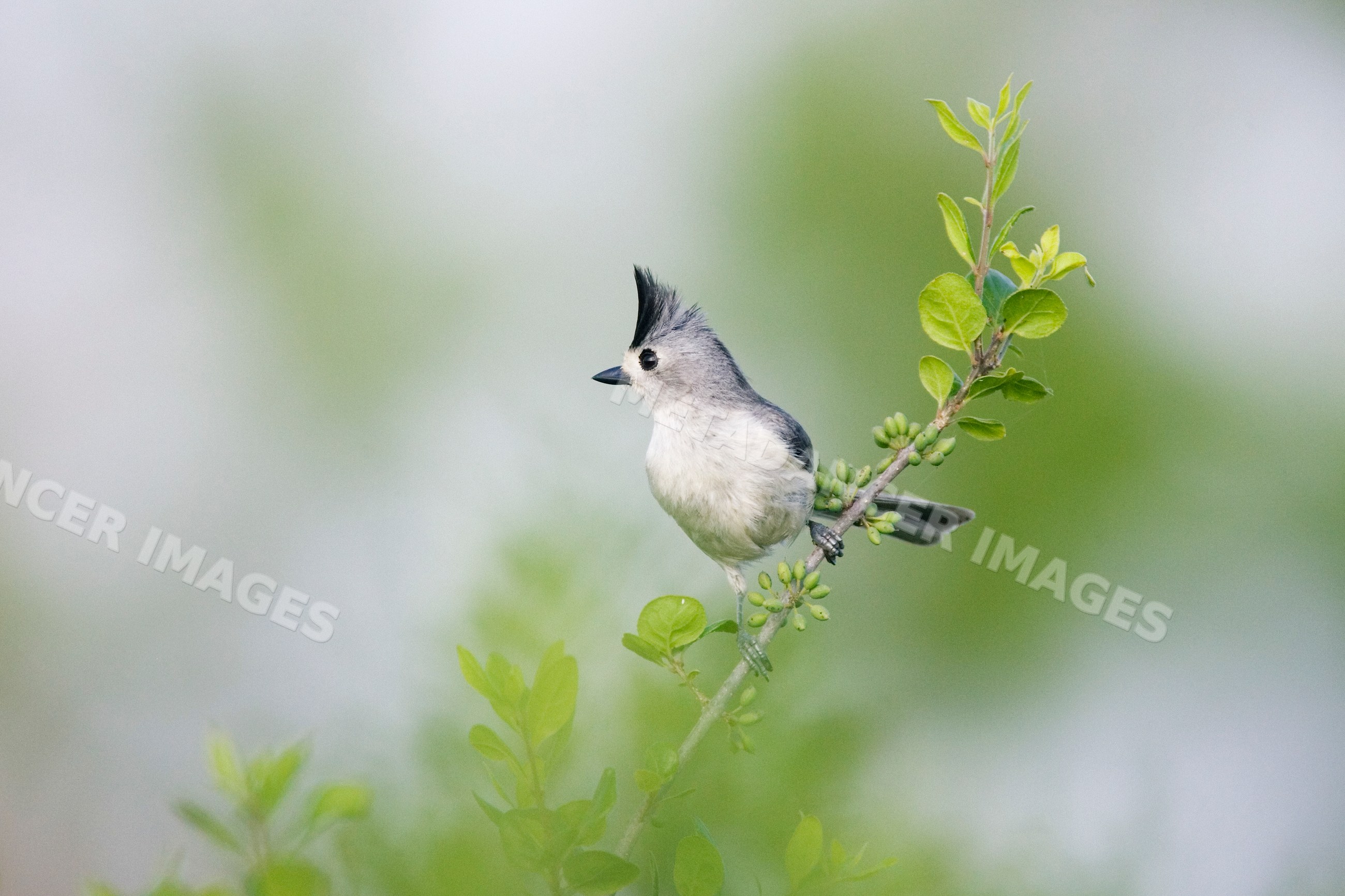 Tufted titmouse perched on branch