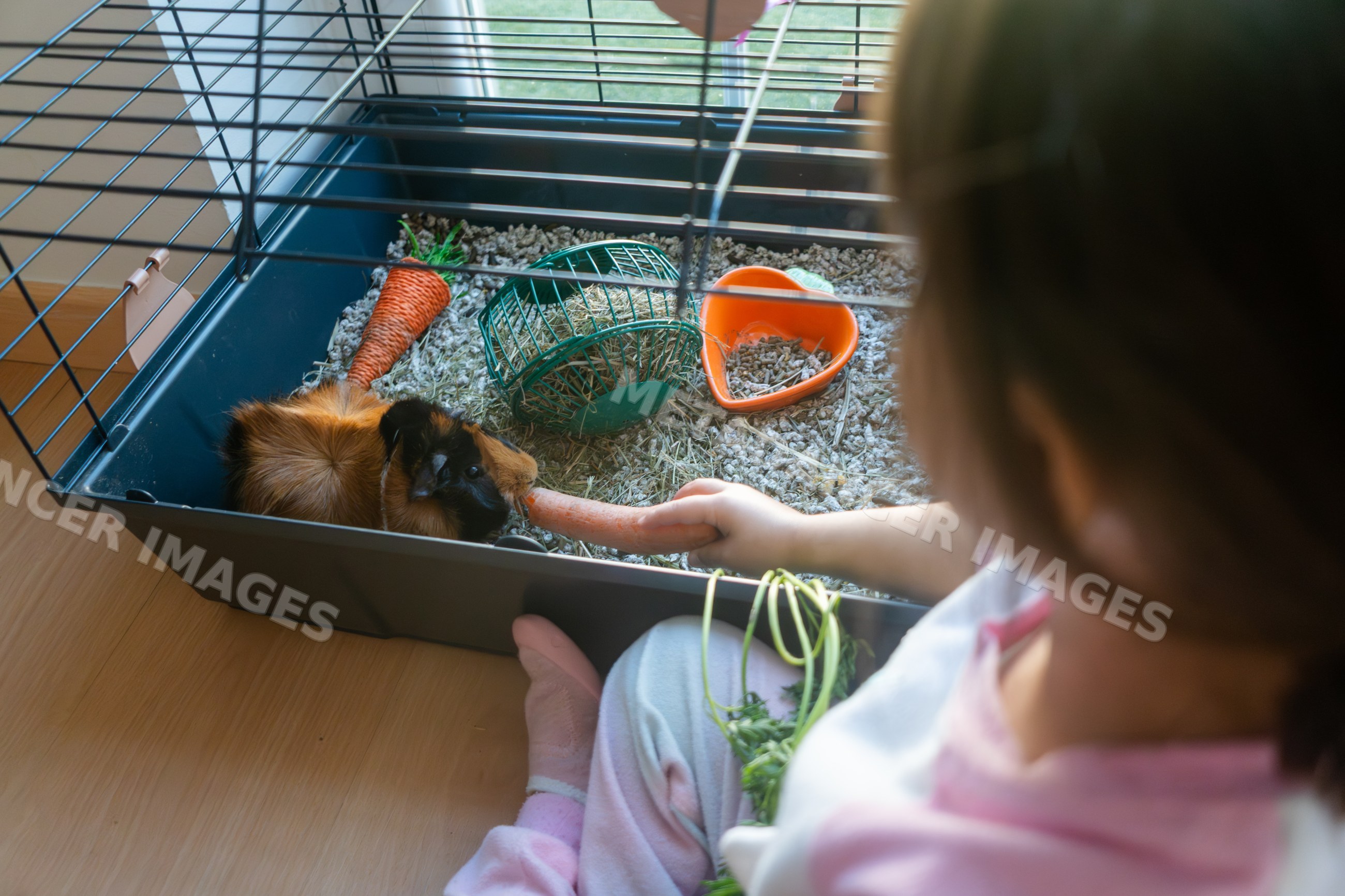 White Child feeding a guinea pig a carrot inside an indoor pet cage