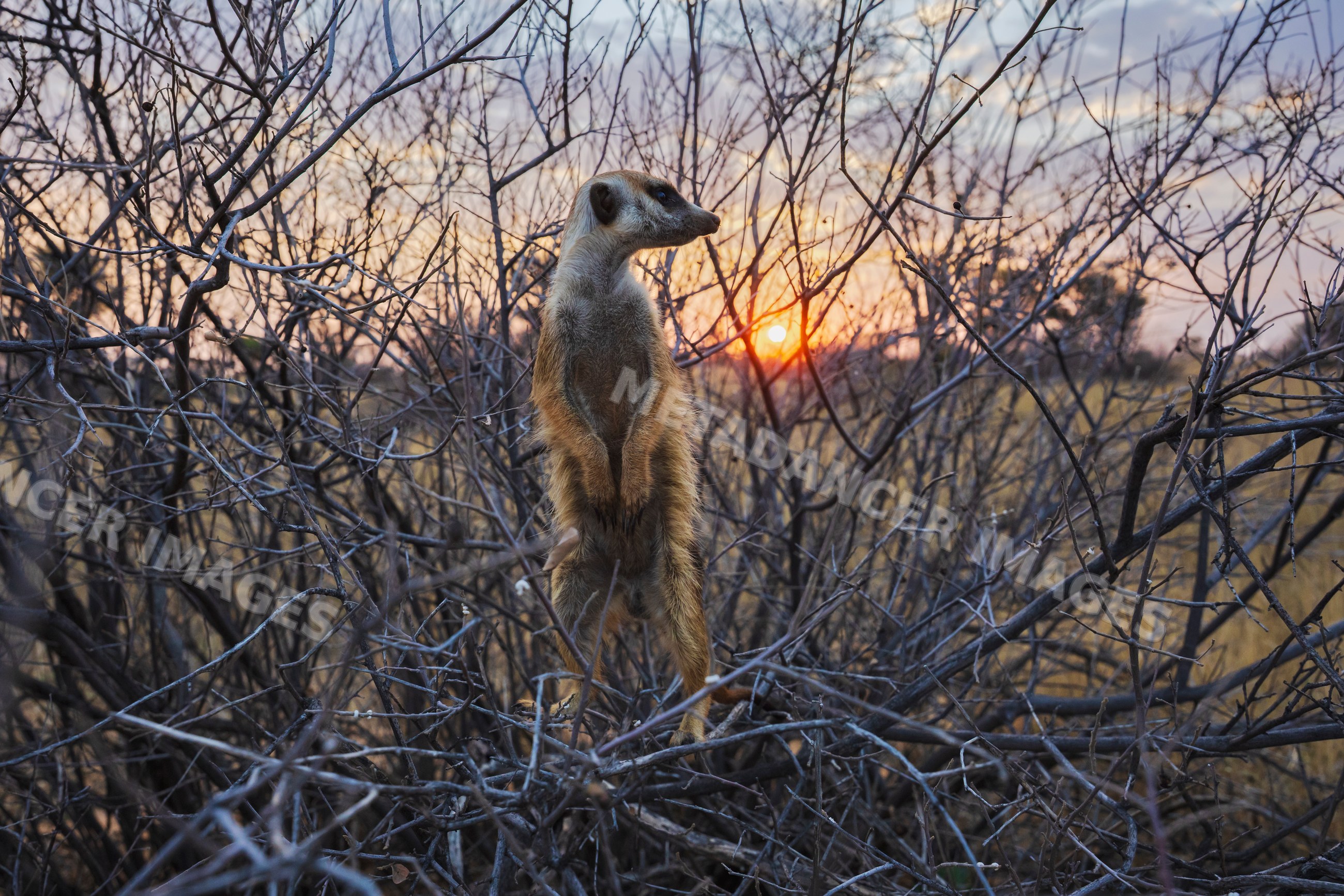 Meerkat sentry in thorny bush at sunset in South Africa
