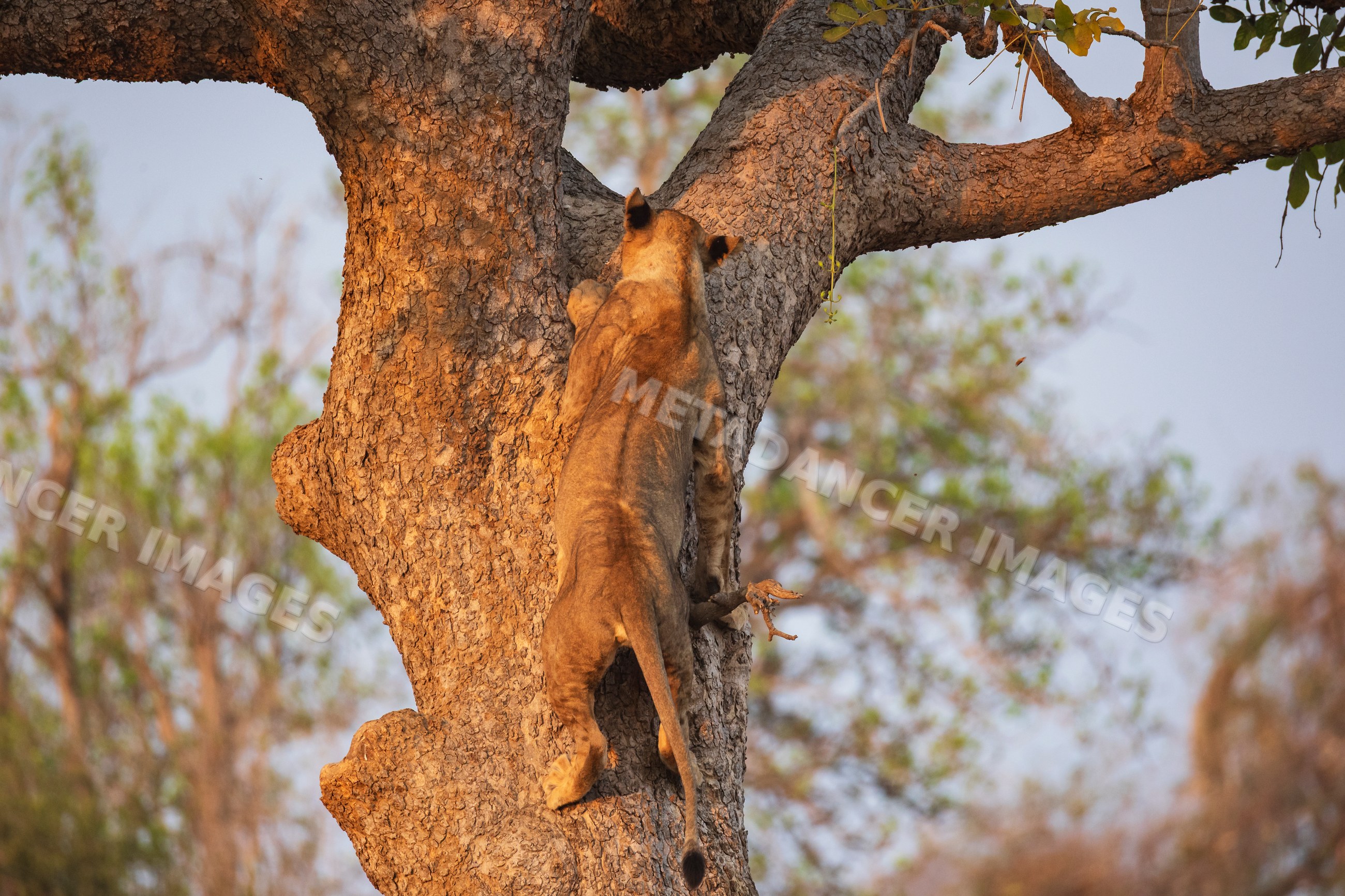 Juvenile Lion climbing tree in South Luangwa national park Zambia