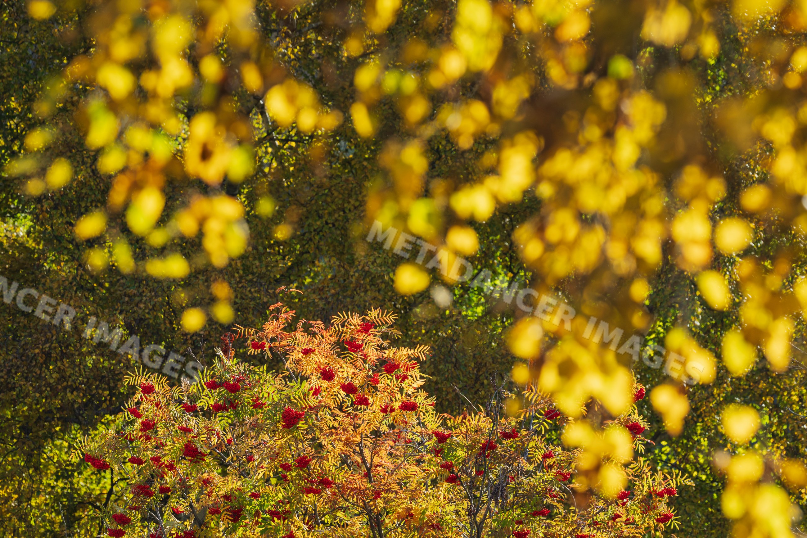 Rowan or Mountain Ash trees with red Berries in autumn in kazbegi