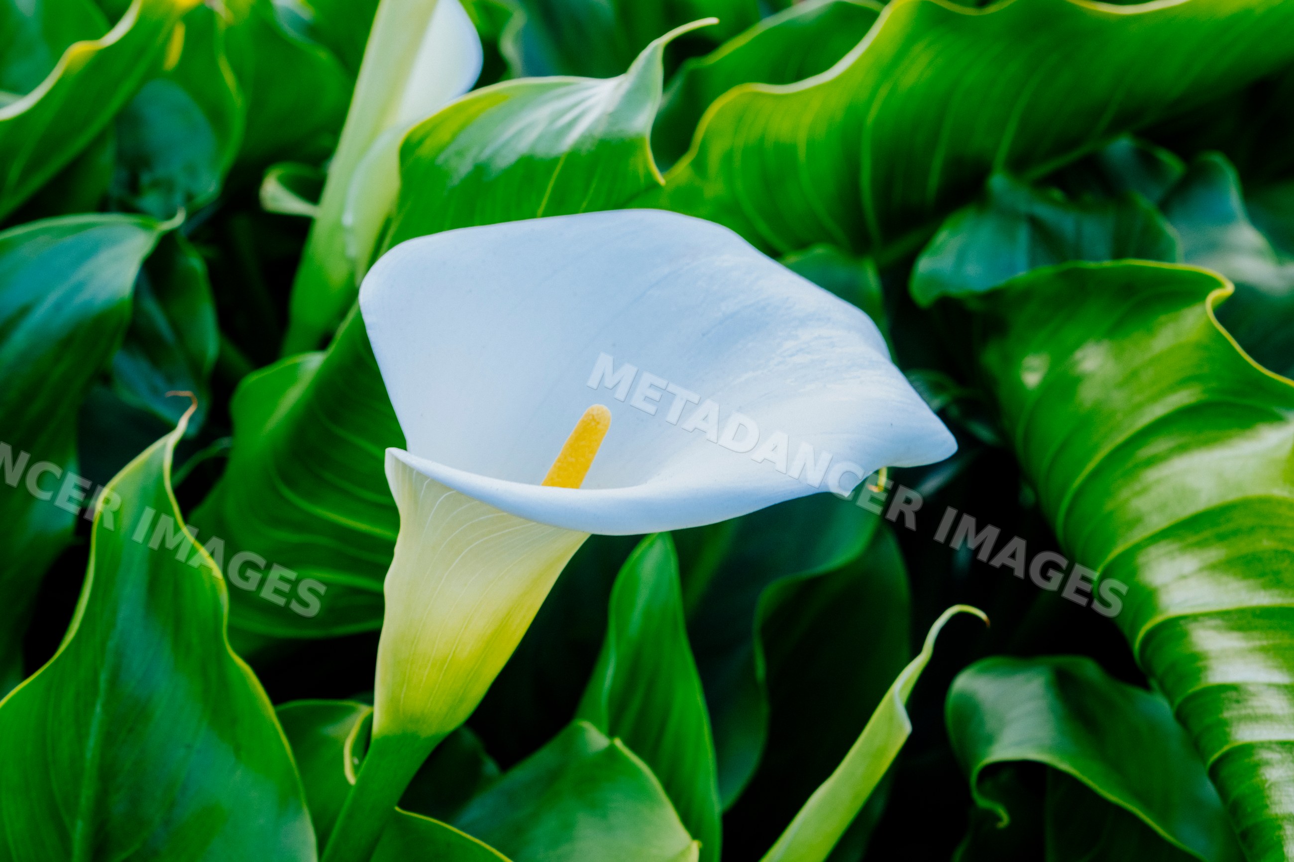 White calla lily flower blooming among green leaves, California