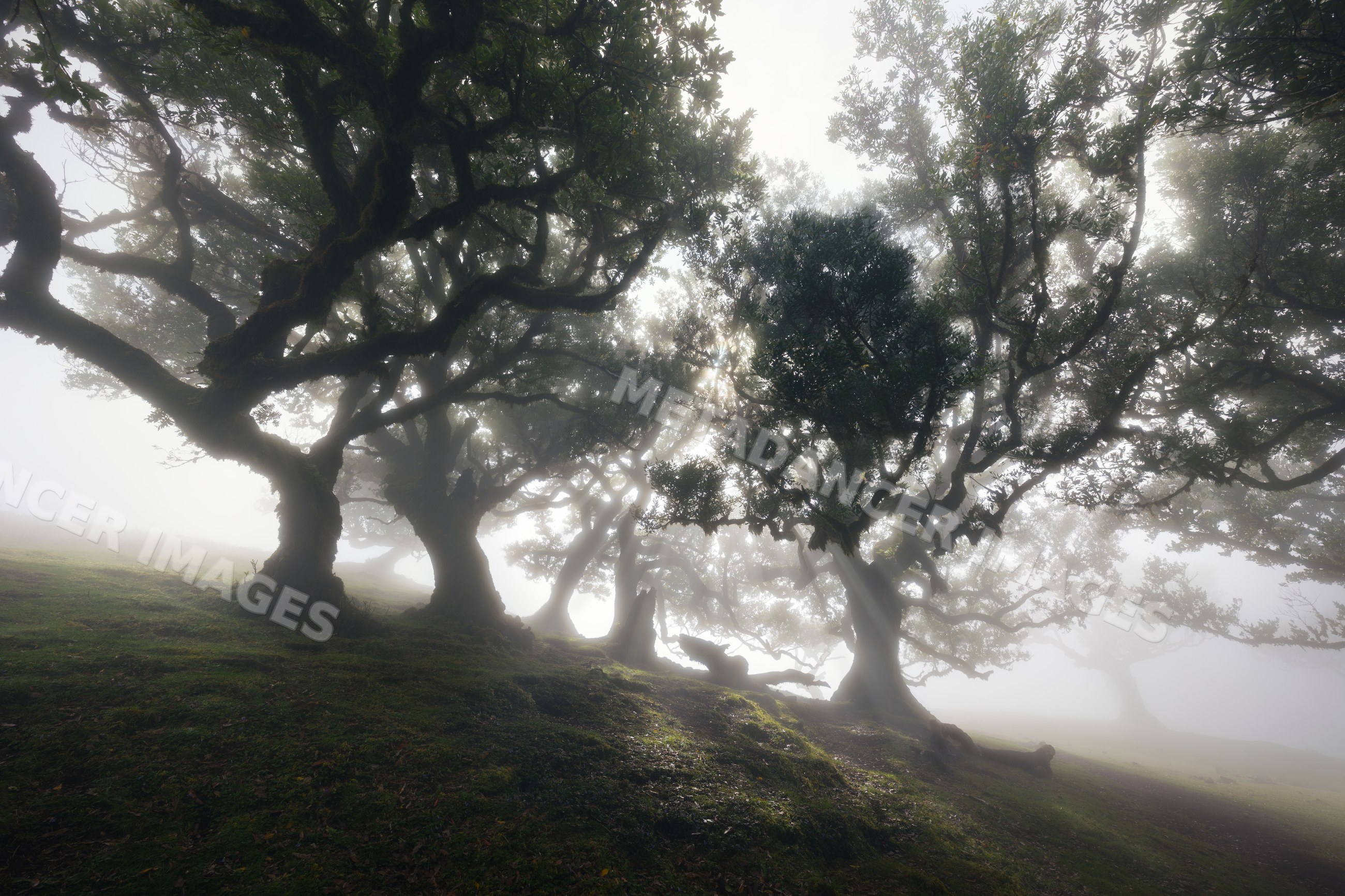 Ancient twisted trees on a misty hillside with sunlight filtering