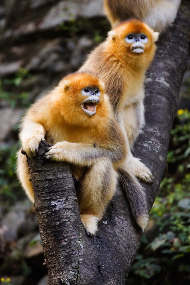Golden monkeys sitting on a tree branch, china