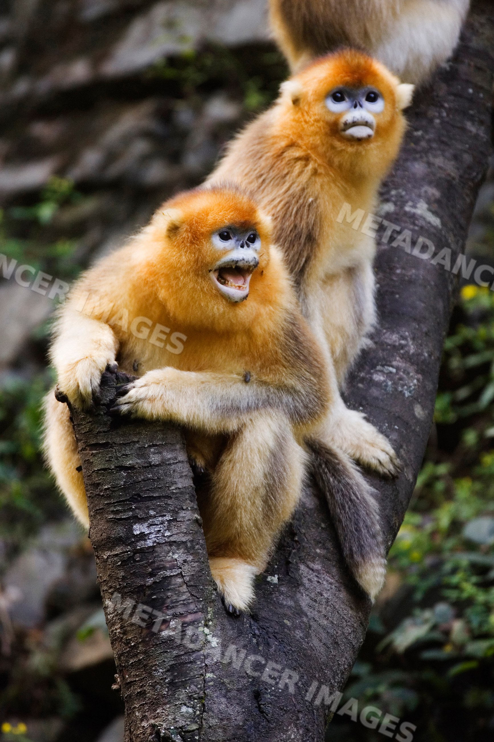 Golden monkeys sitting on a tree branch, china