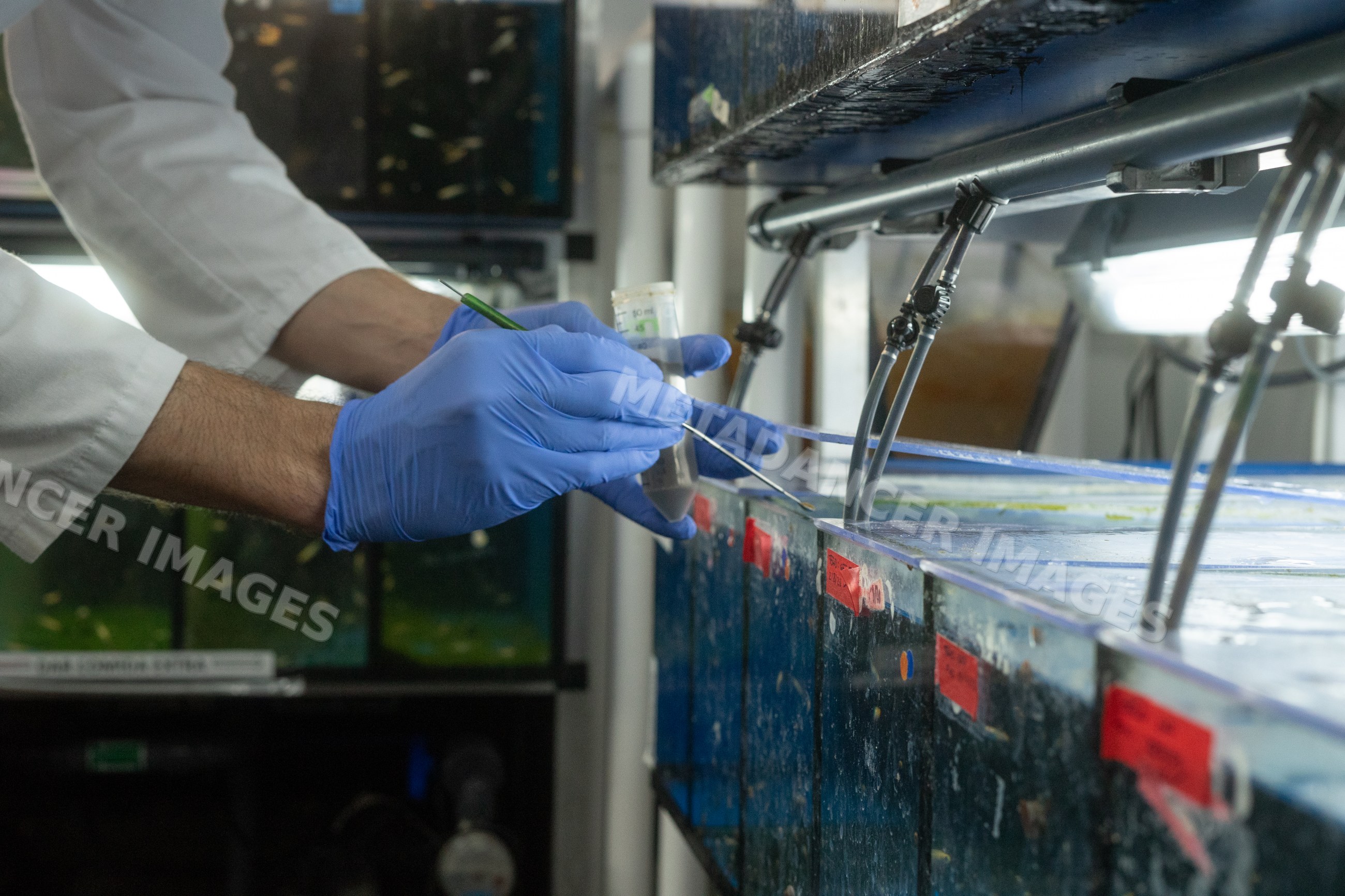 Scientist collecting water sample from aquarium tanks