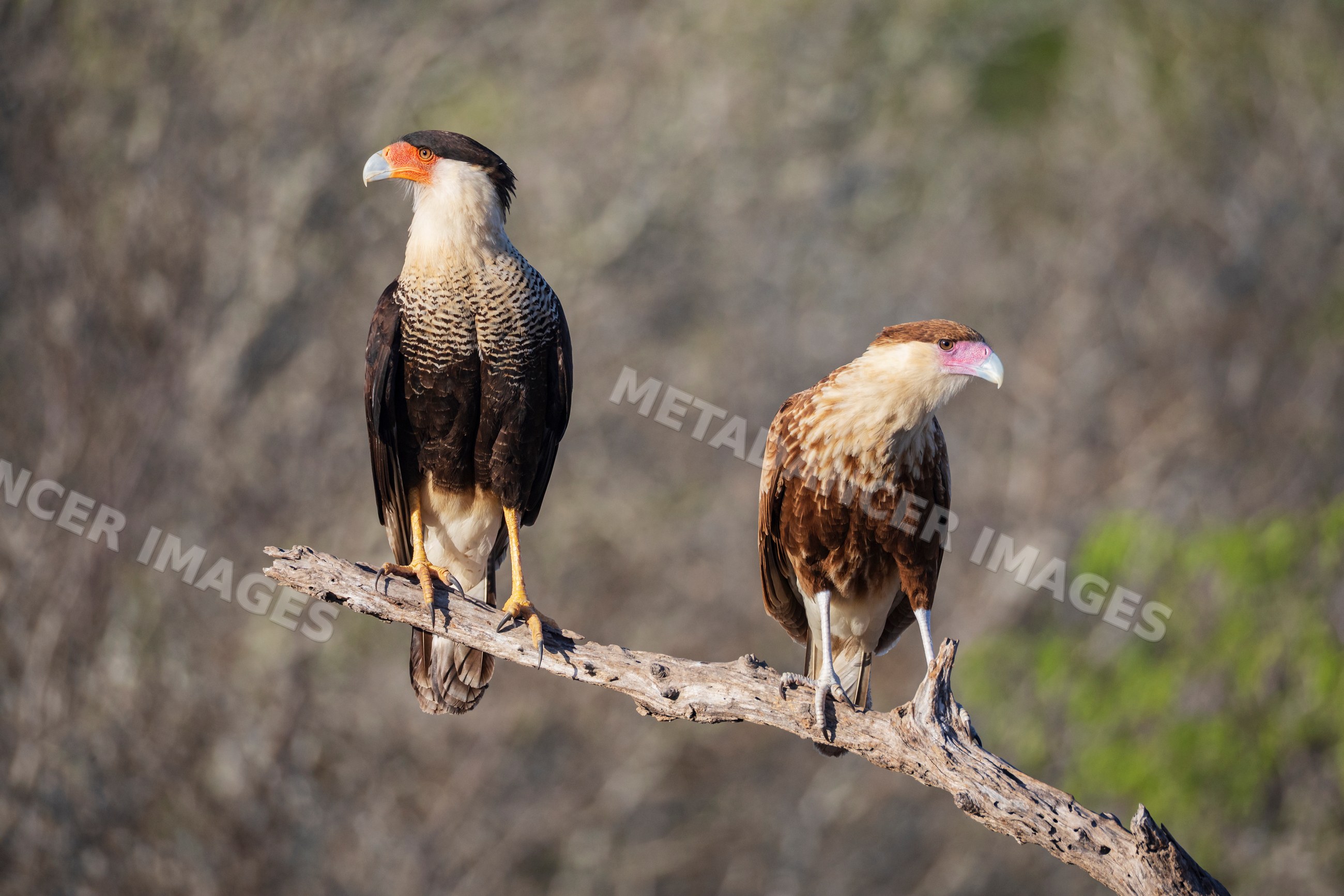 Two Crested Caracaras perched on a dead branch