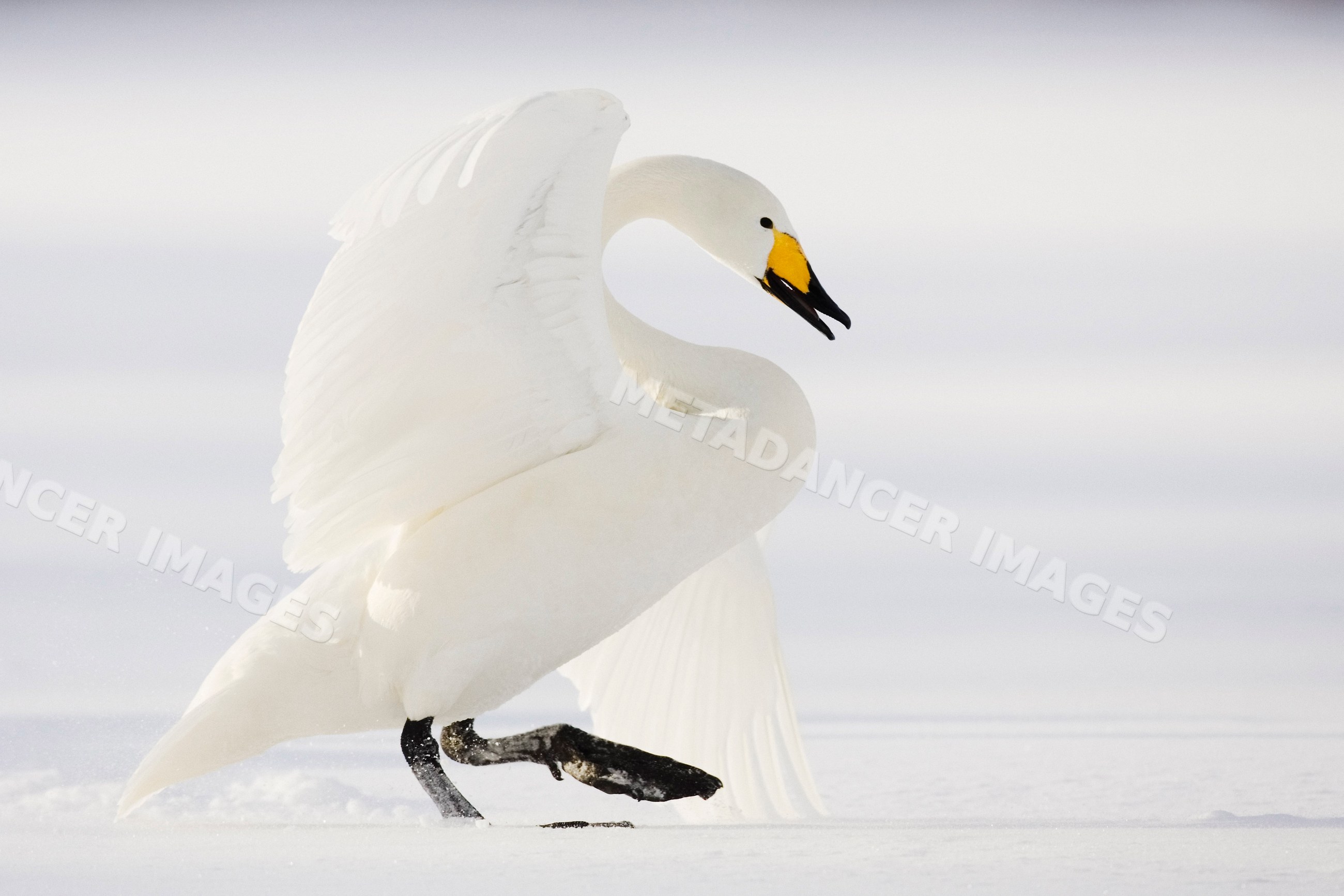Whooper swan walking on snow japan winter