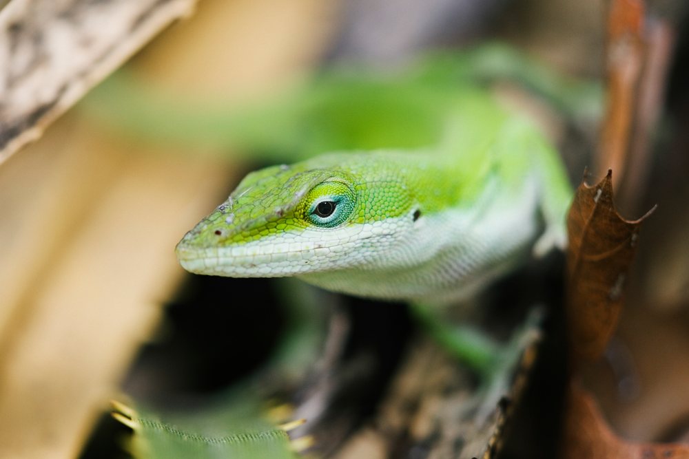 Green anole lizard in natural leaf litter setting
