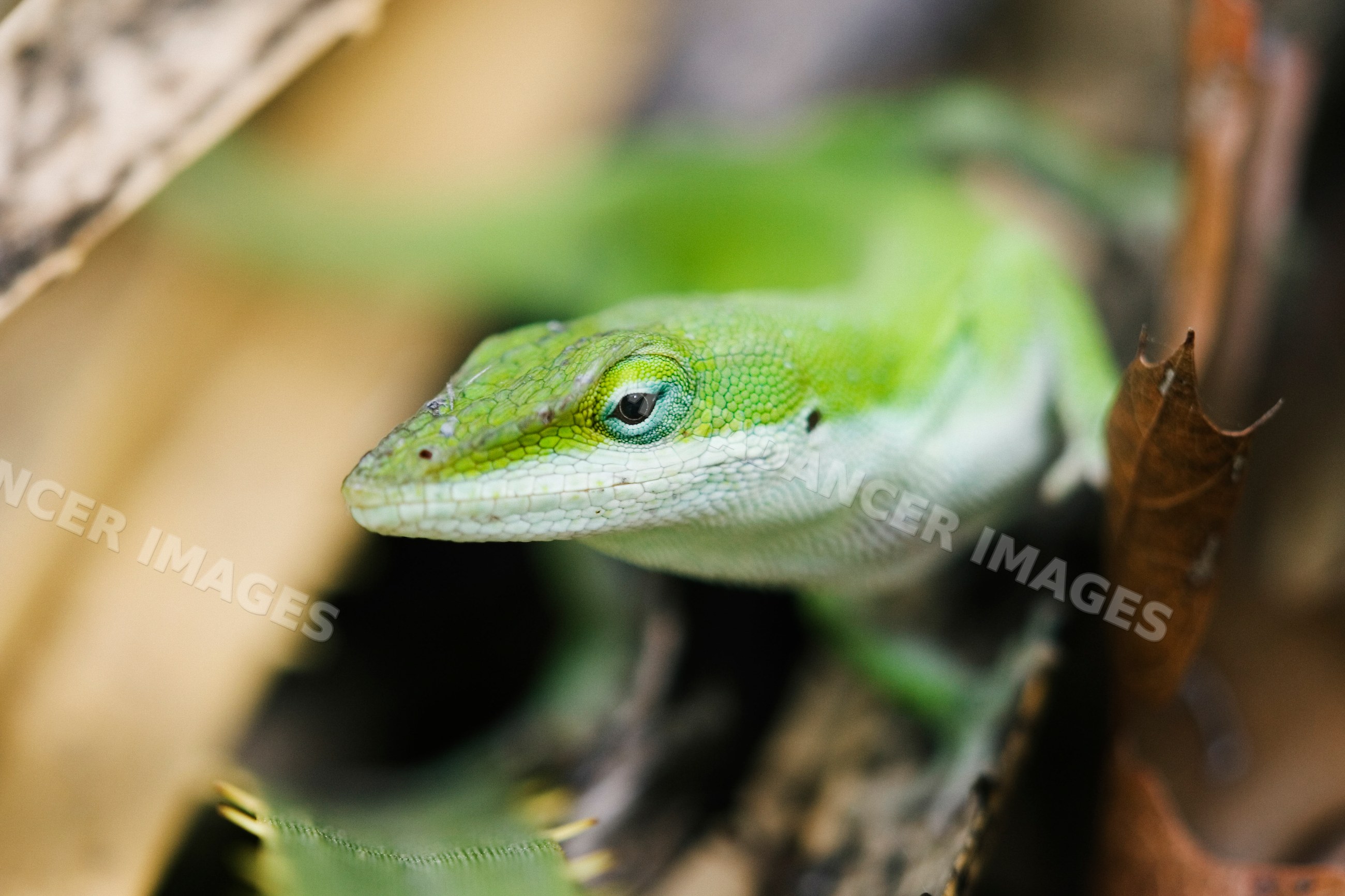 Green anole lizard in natural leaf litter setting