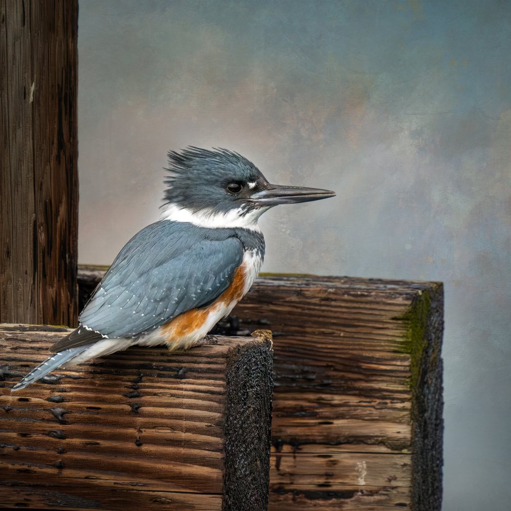 Kingfisher bird perched on rustic wood outdoors