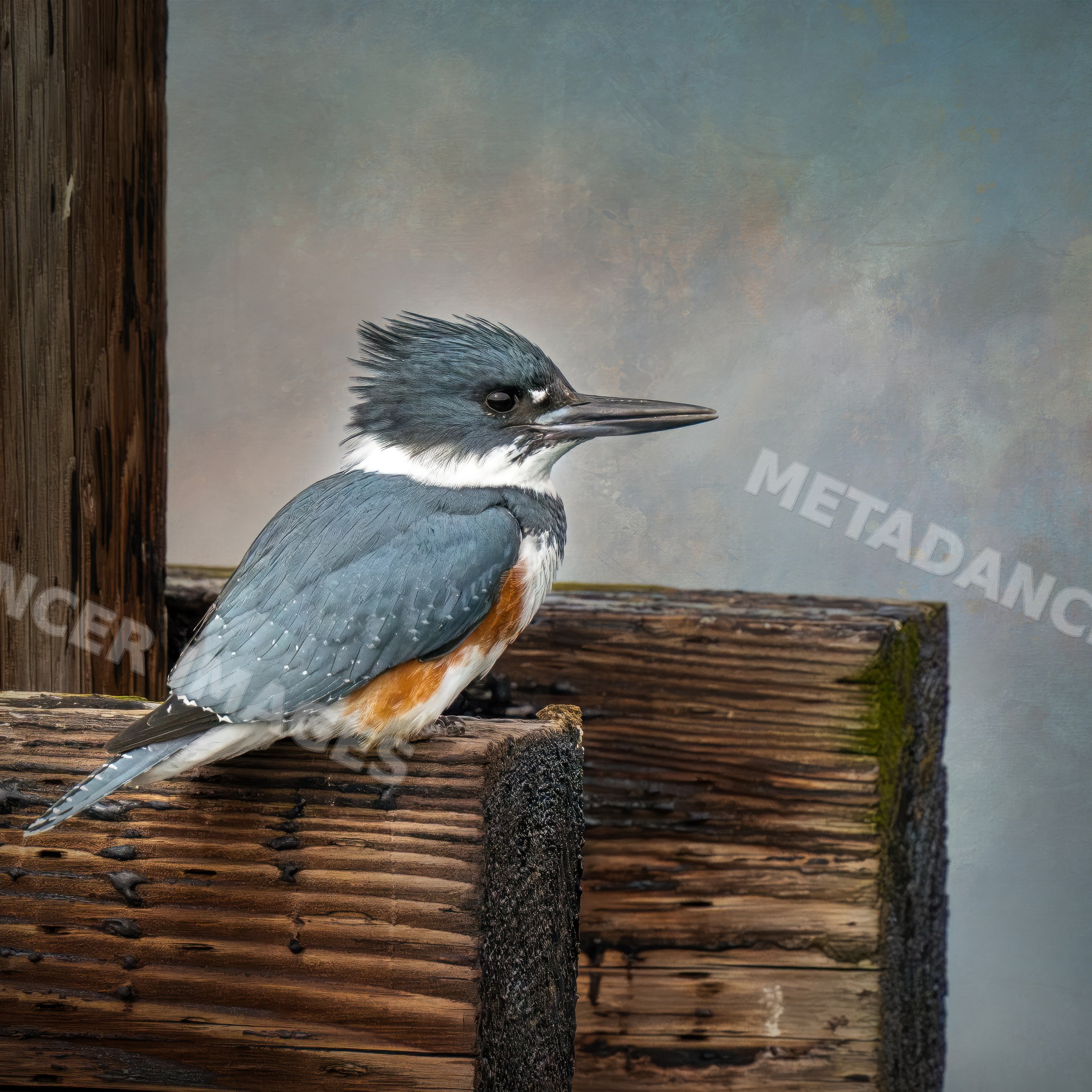 Kingfisher bird perched on rustic wood outdoors