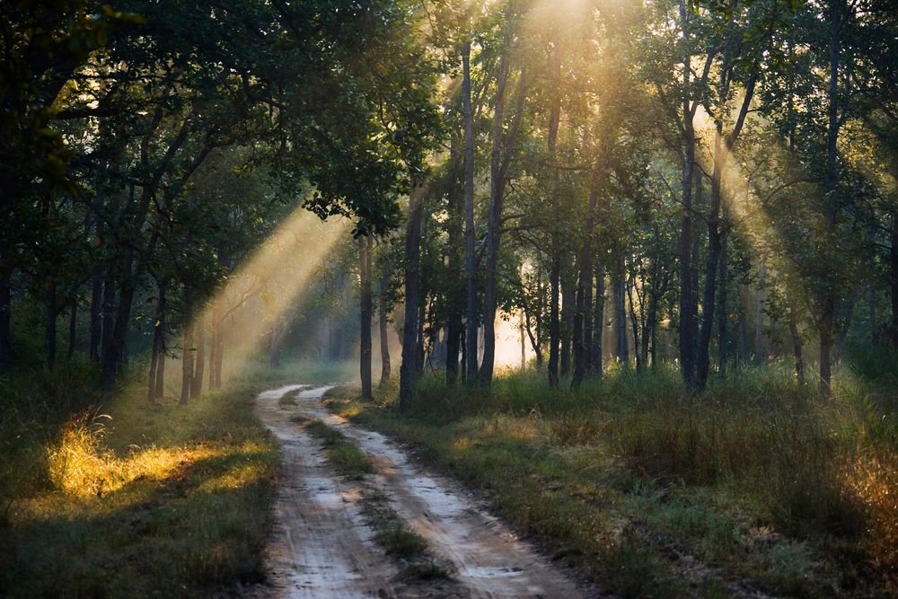 Sunlight filtering through forest on dirt road