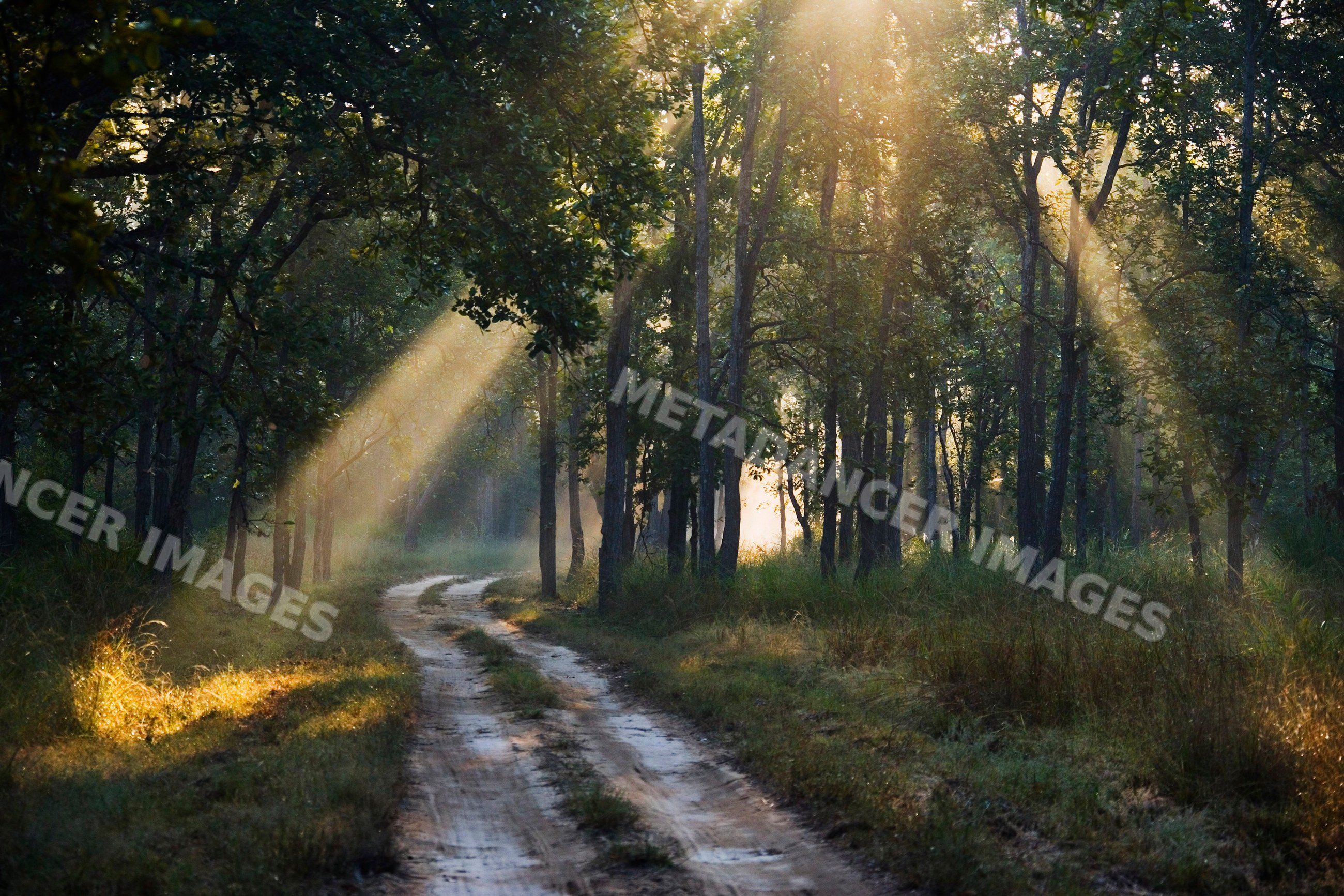 Sunlight filtering through forest on dirt road
