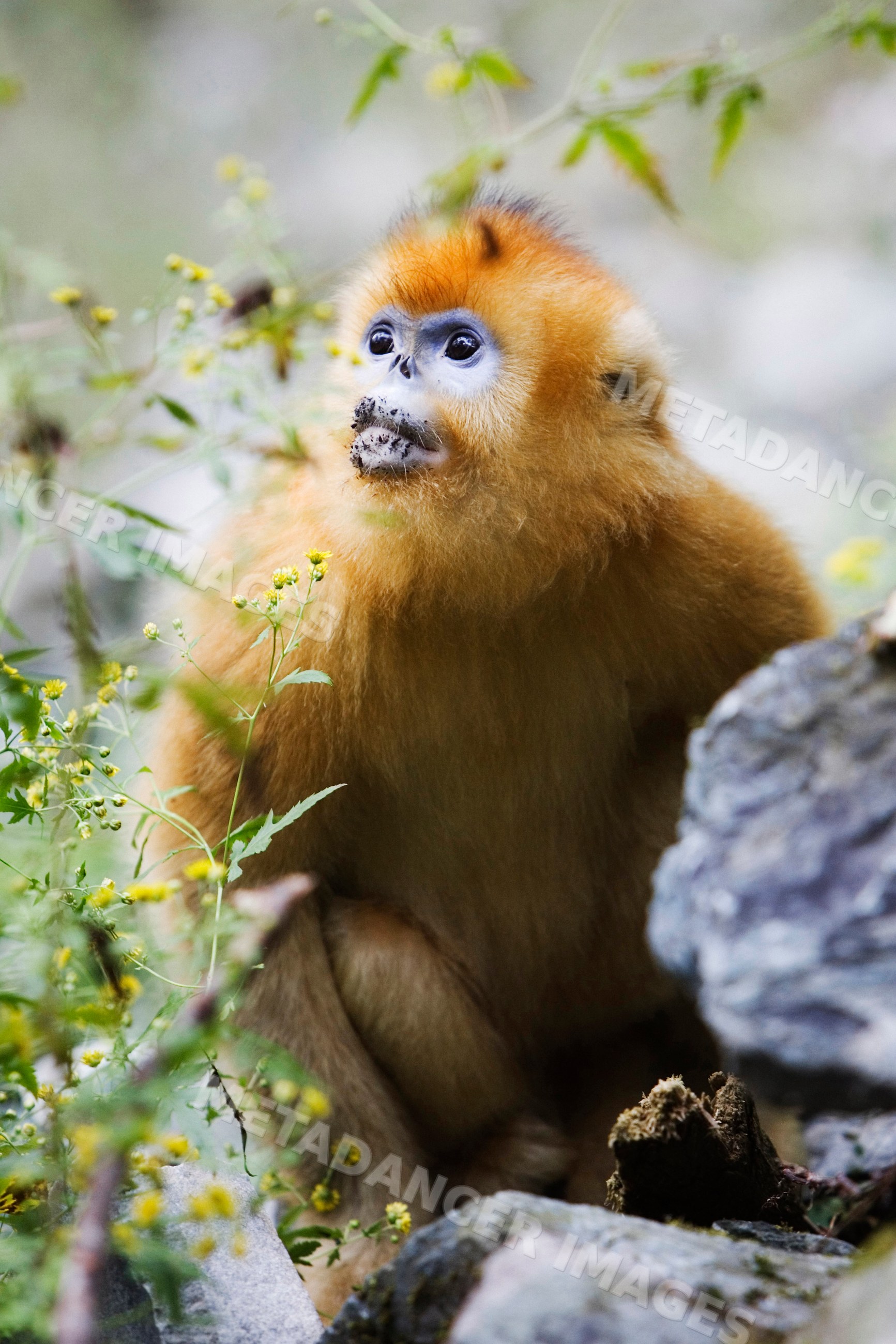 Golden monkey sitting in natural habitat, china