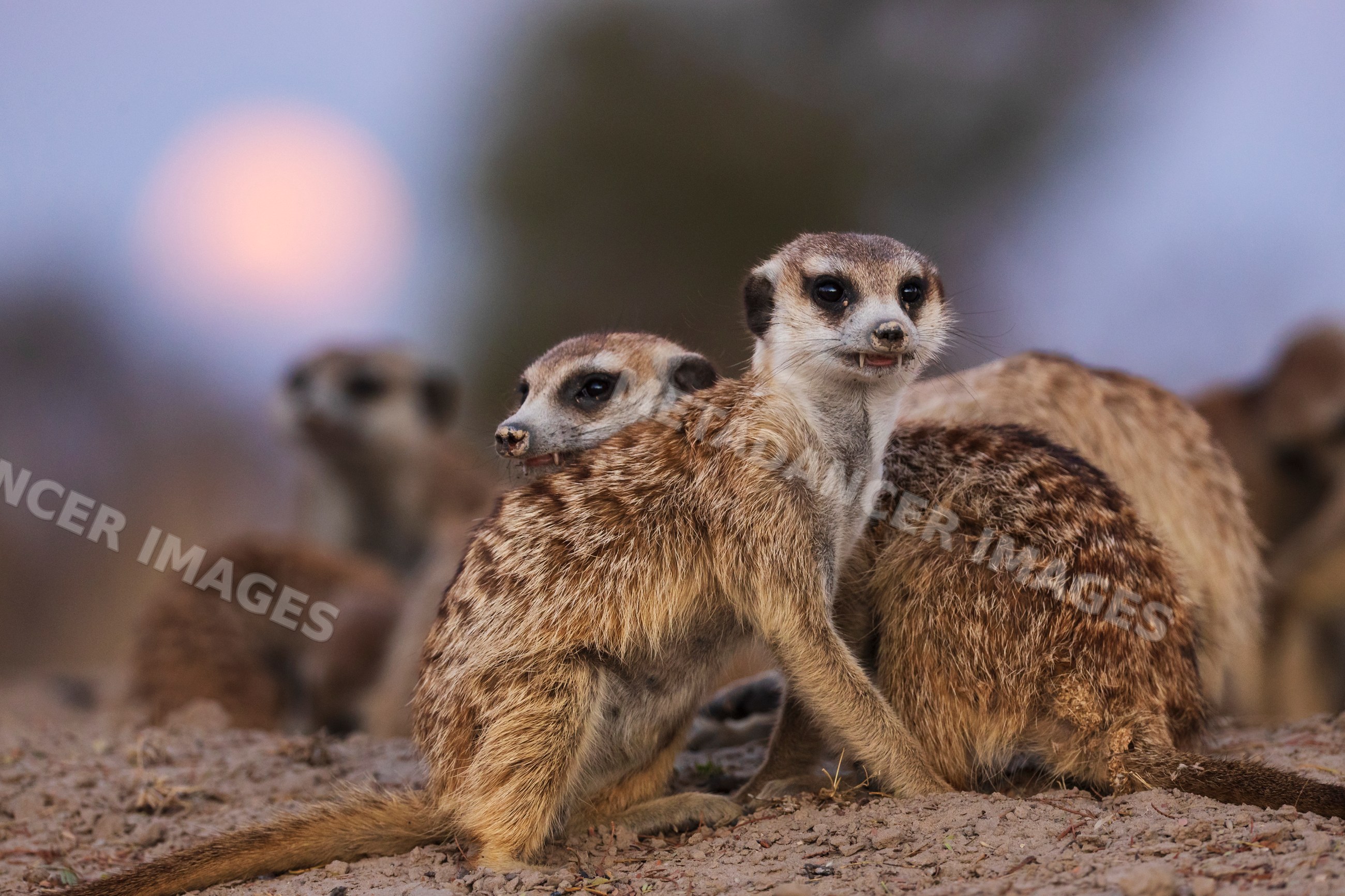 Meerkats on sandy ground at Moonrise