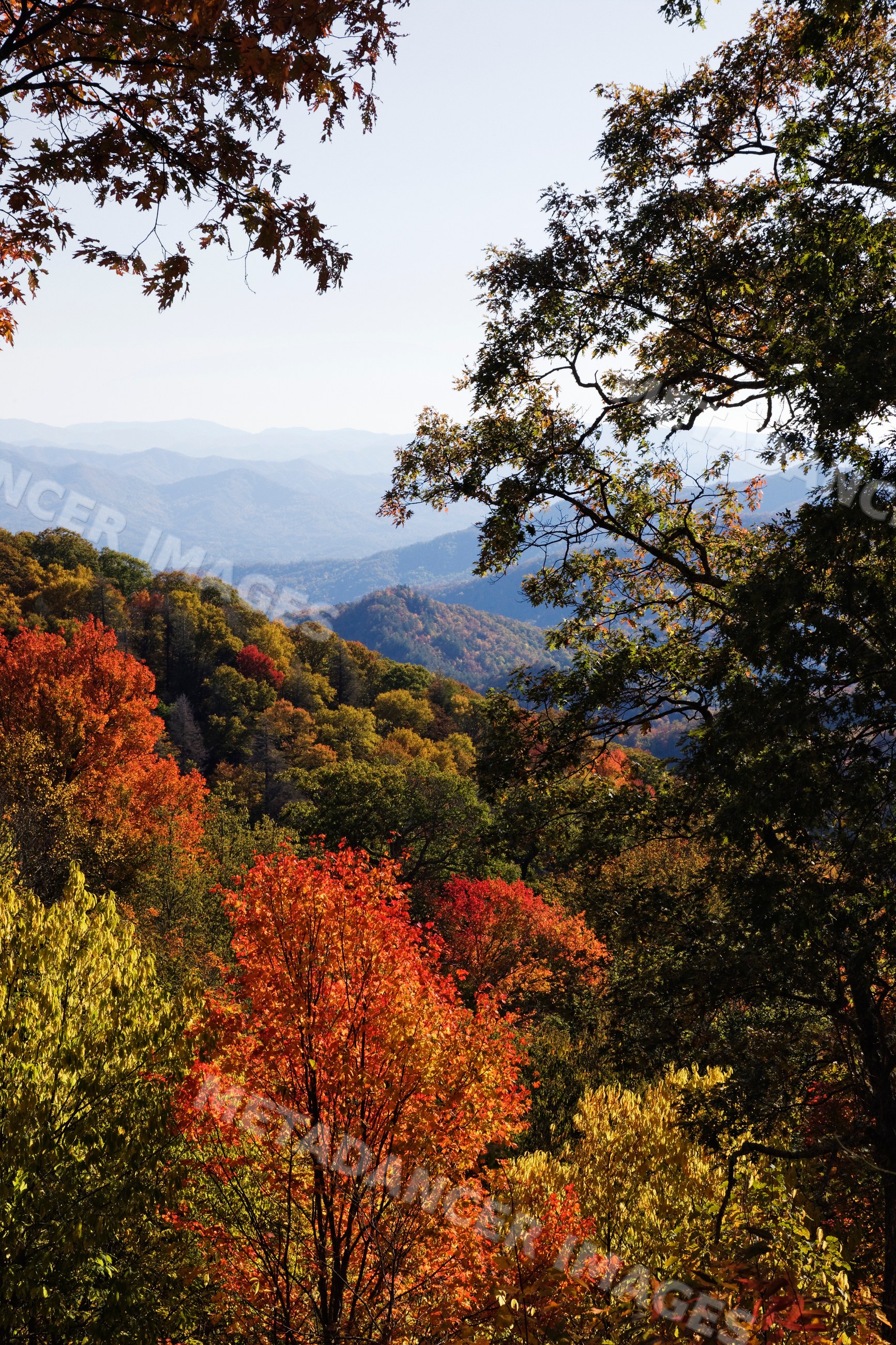 Autumn foliage colors the forests and mountains, tennessee, USA