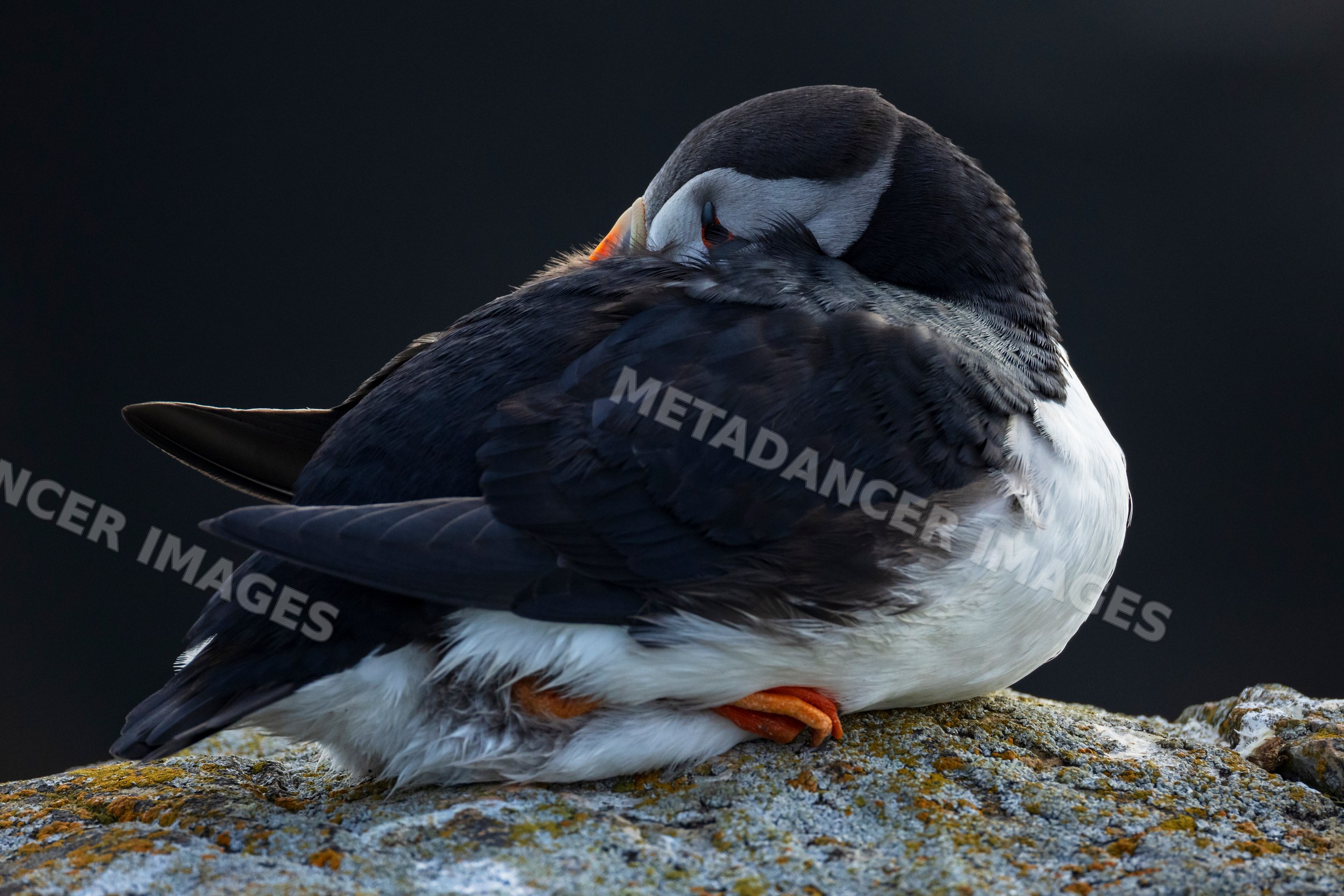 Resting Puffin perched on rock in elliston Newfoundland