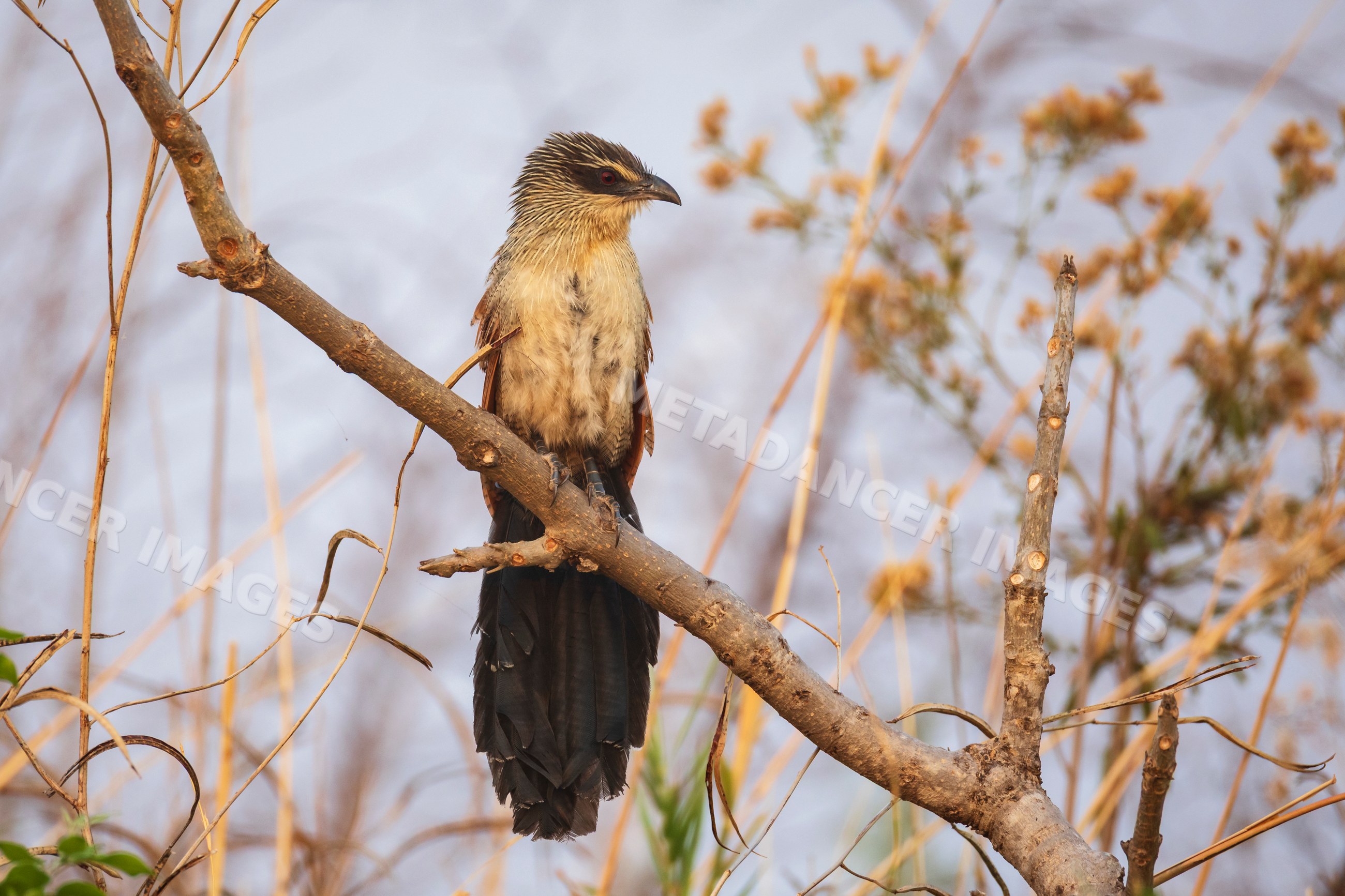 White-Browed Coucal perched on tree branch in Zambia wildlife park