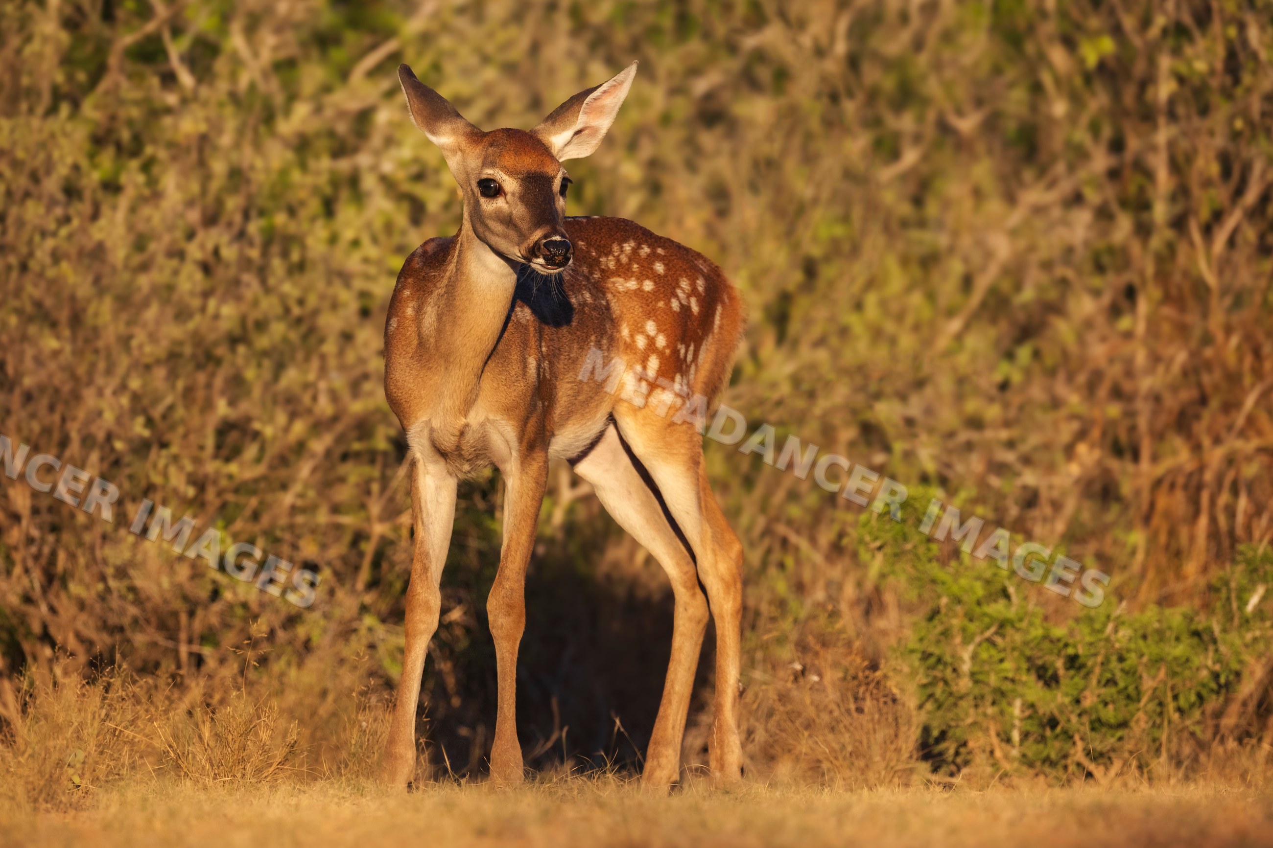 White-Tailed Deer Fawn standing in natural habitat at santa clara
