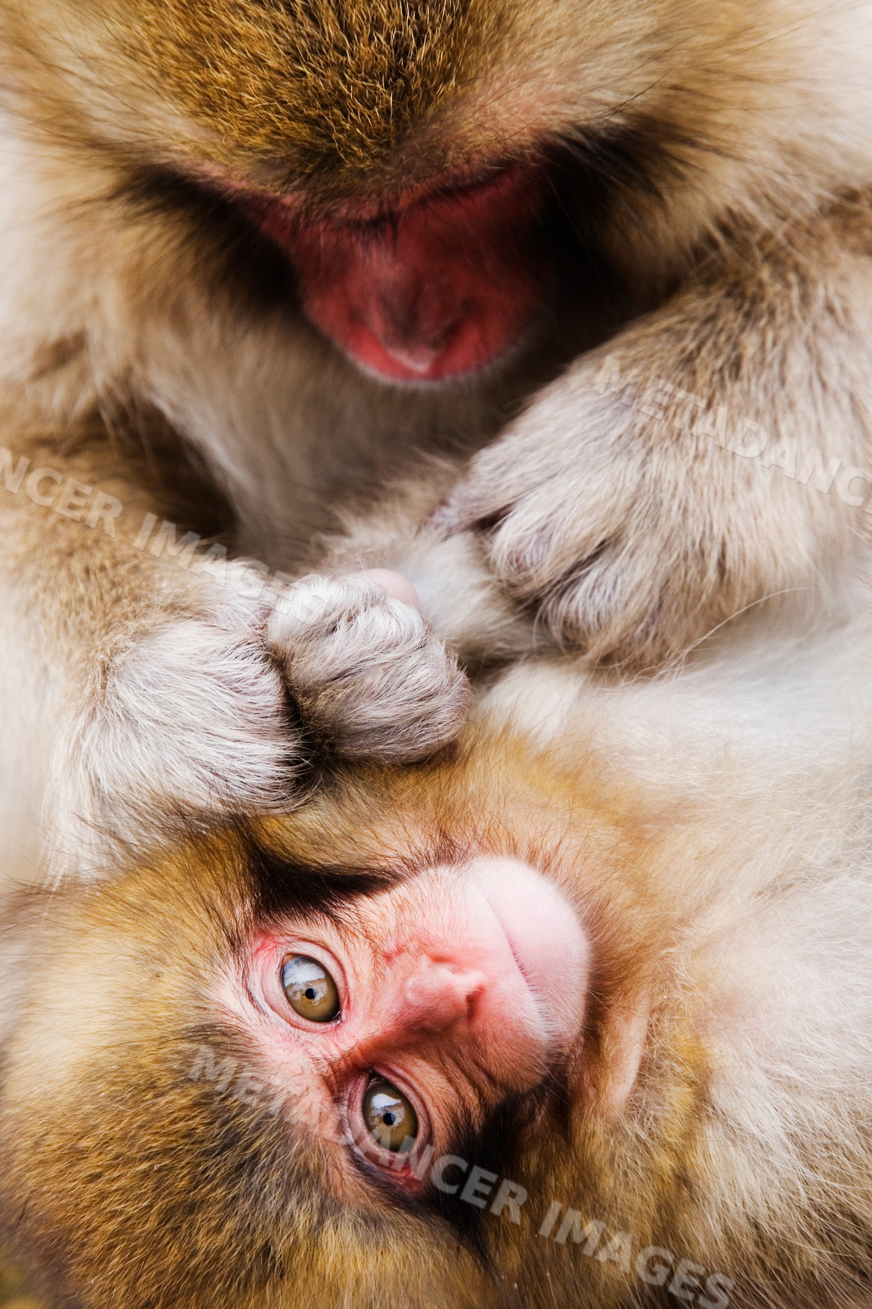 Japanese macaque mother grooming baby in Japan wildlife