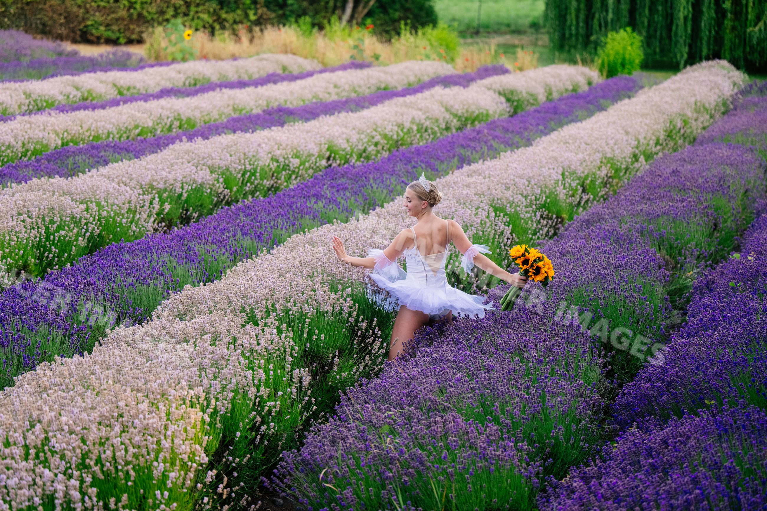 A ballerina dances gracefully in a vibrant lavender field in WA, USA