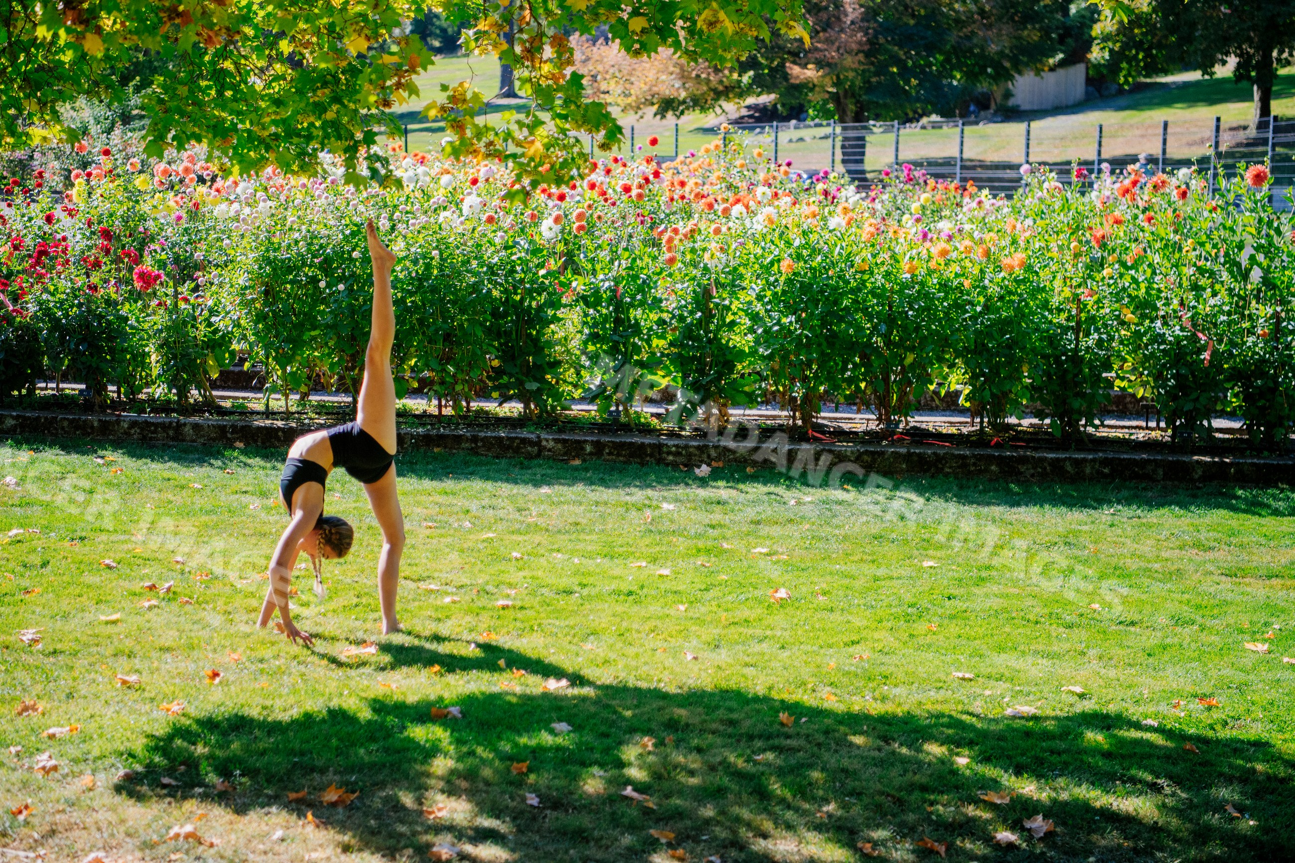 Contortionist performing yoga pose in sunny garden with flowers