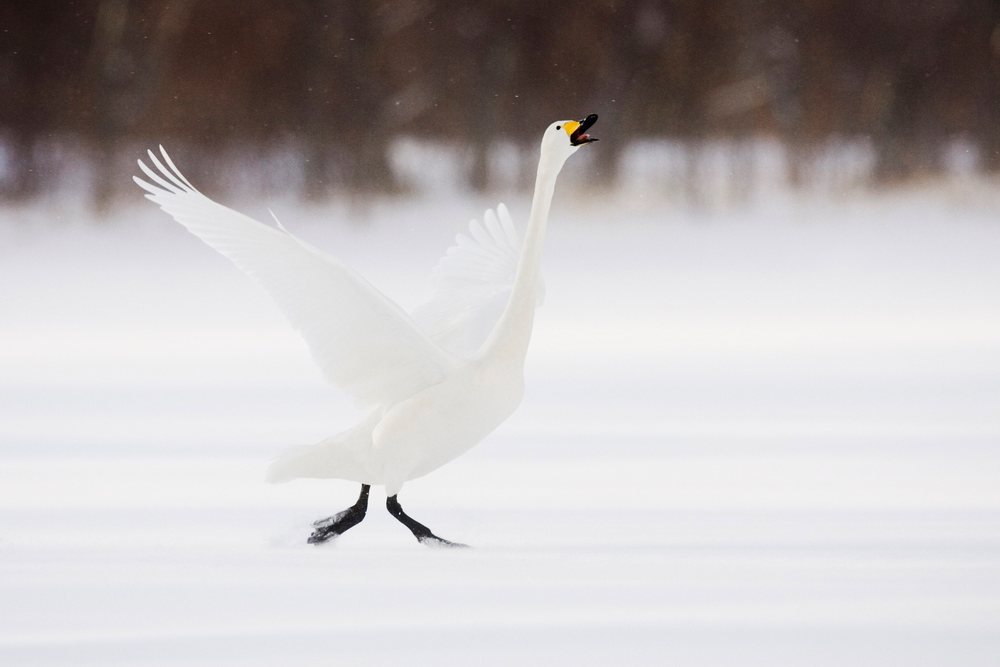 Whooper swan calling with wings spread on snowy lake japan