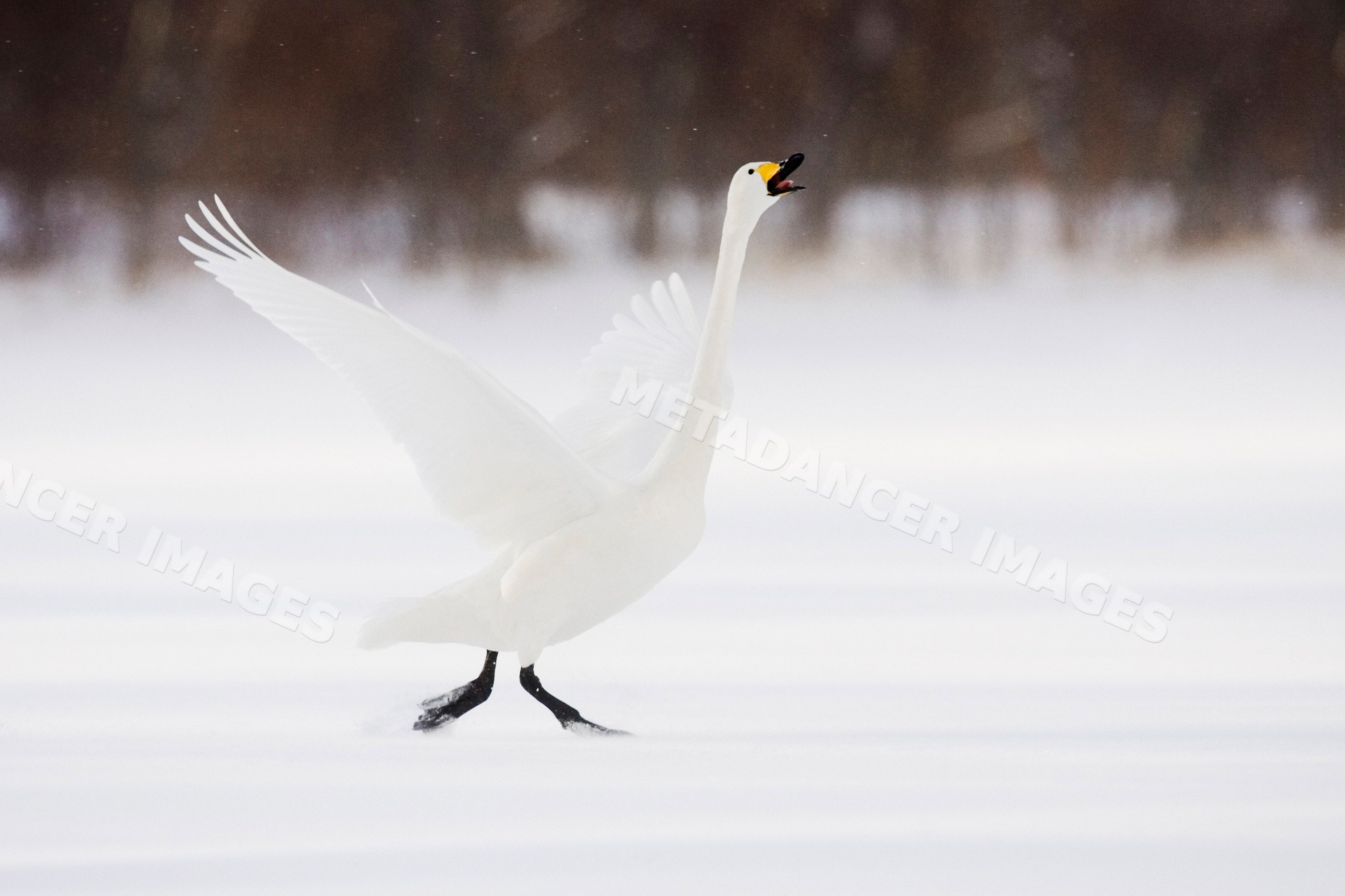 Whooper swan calling with wings spread on snowy lake japan