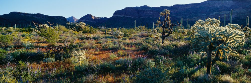 Desert landscape with cacti and wildflowers under mountain sunlight