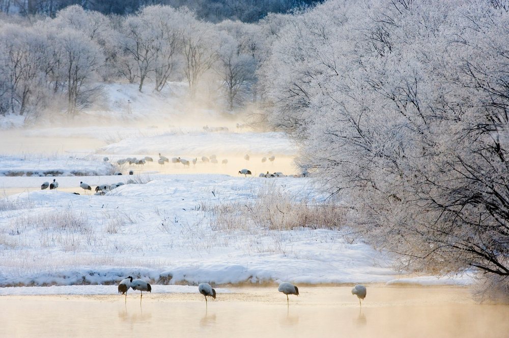 Red crowned cranes in snowy river landscape japan