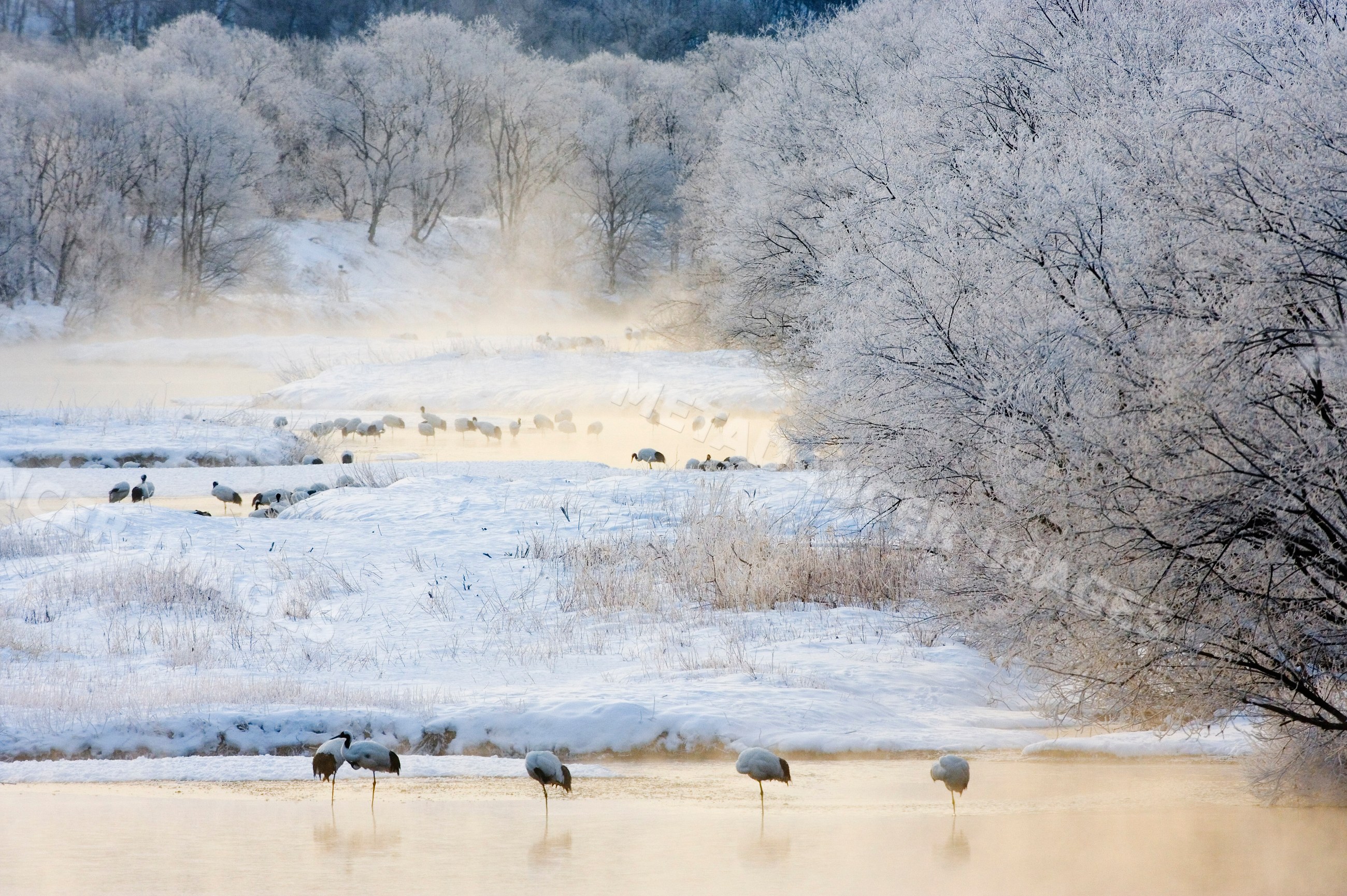 Red crowned cranes in snowy river landscape japan