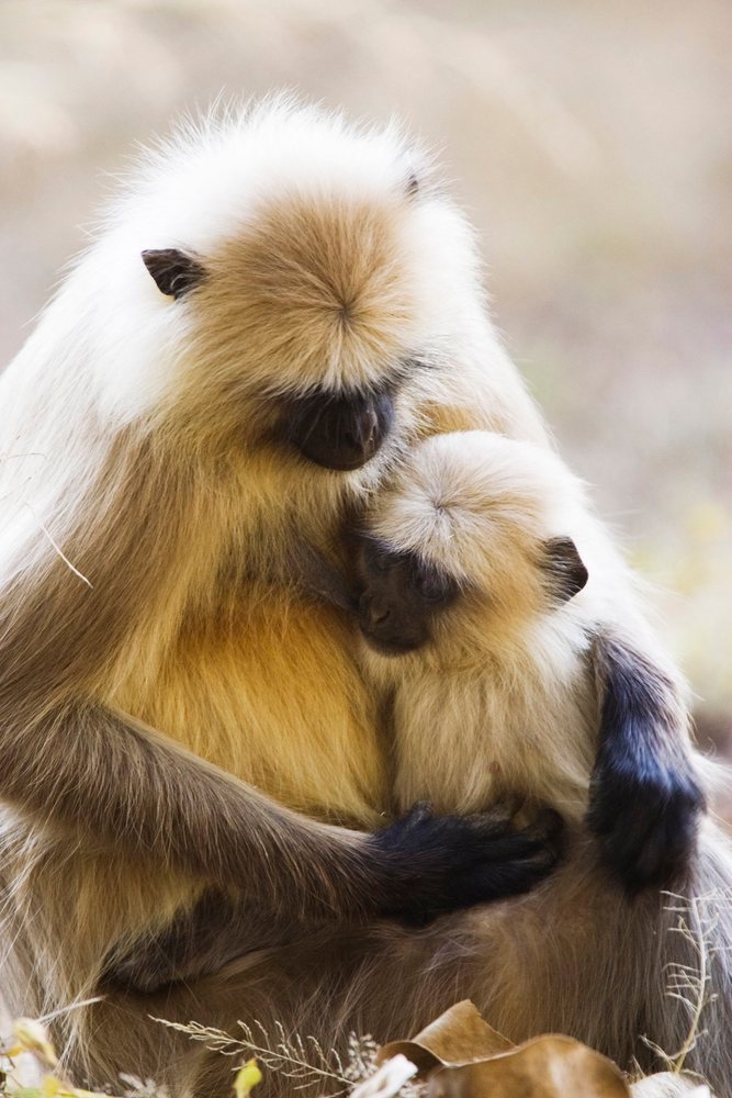 Langur monkeys mother cradling baby in nature