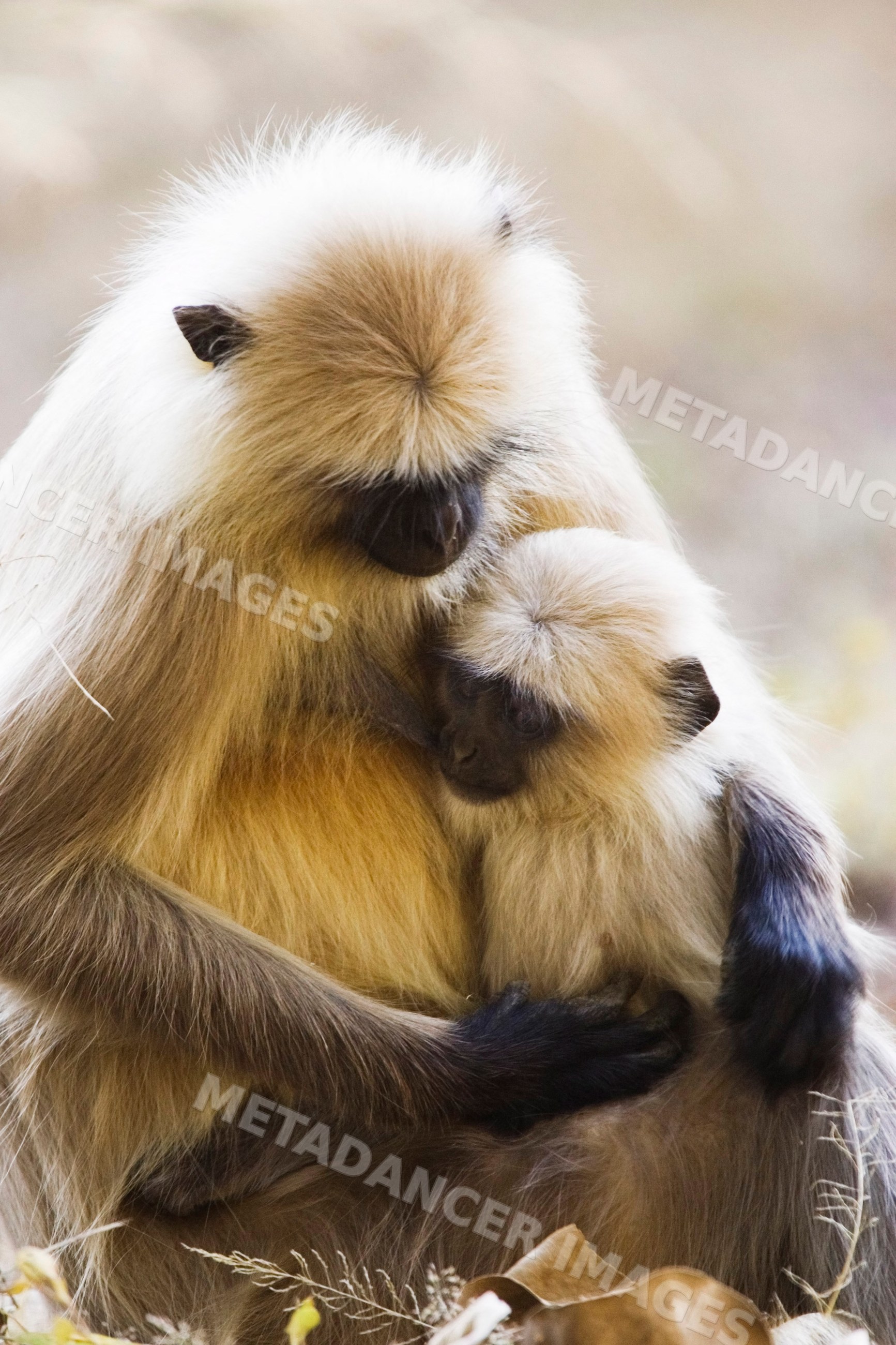 Langur monkeys mother cradling baby in nature