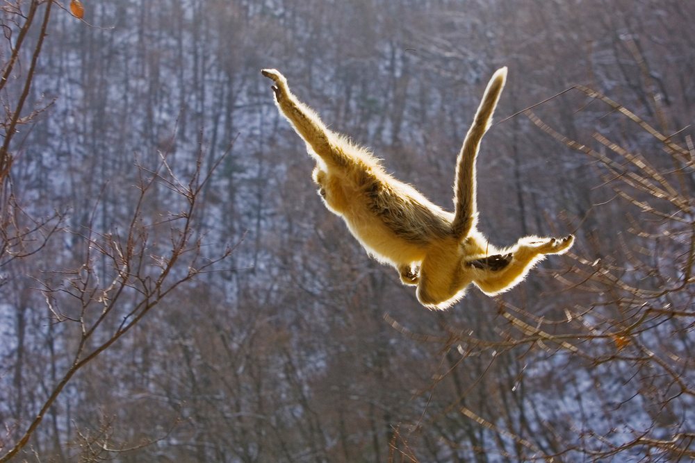 Golden monkey jumping between trees forest