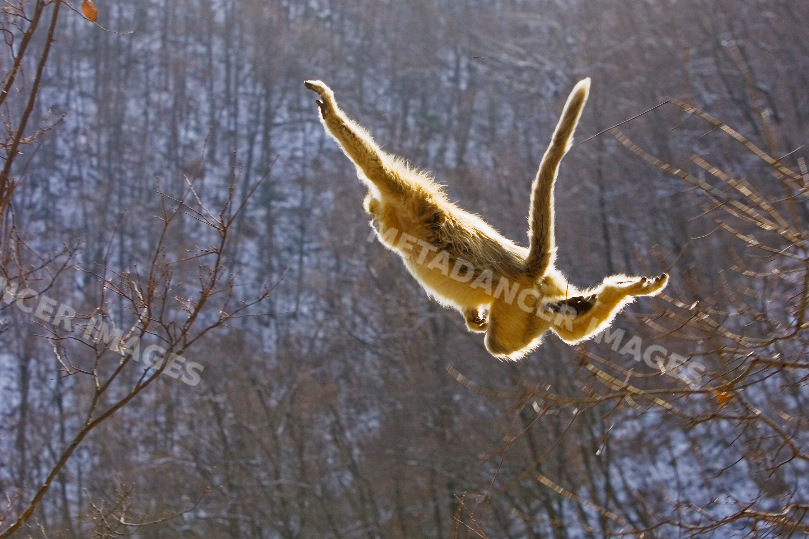 Golden monkey jumping between trees forest