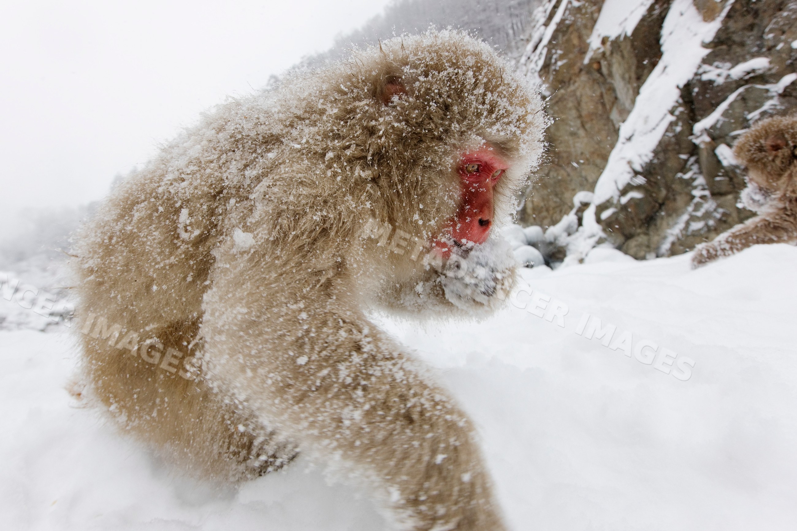 Japanese macaque foraging in snowy jigokudani onsen, nagano, japan