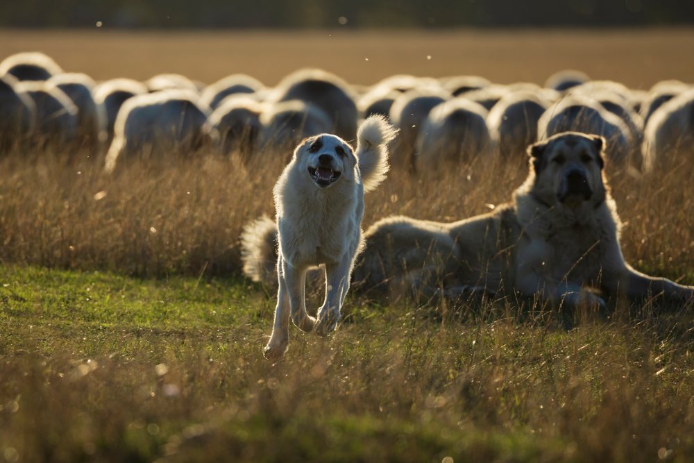 Georgian shepherd dogs running and lying with sheep herd in shakriani